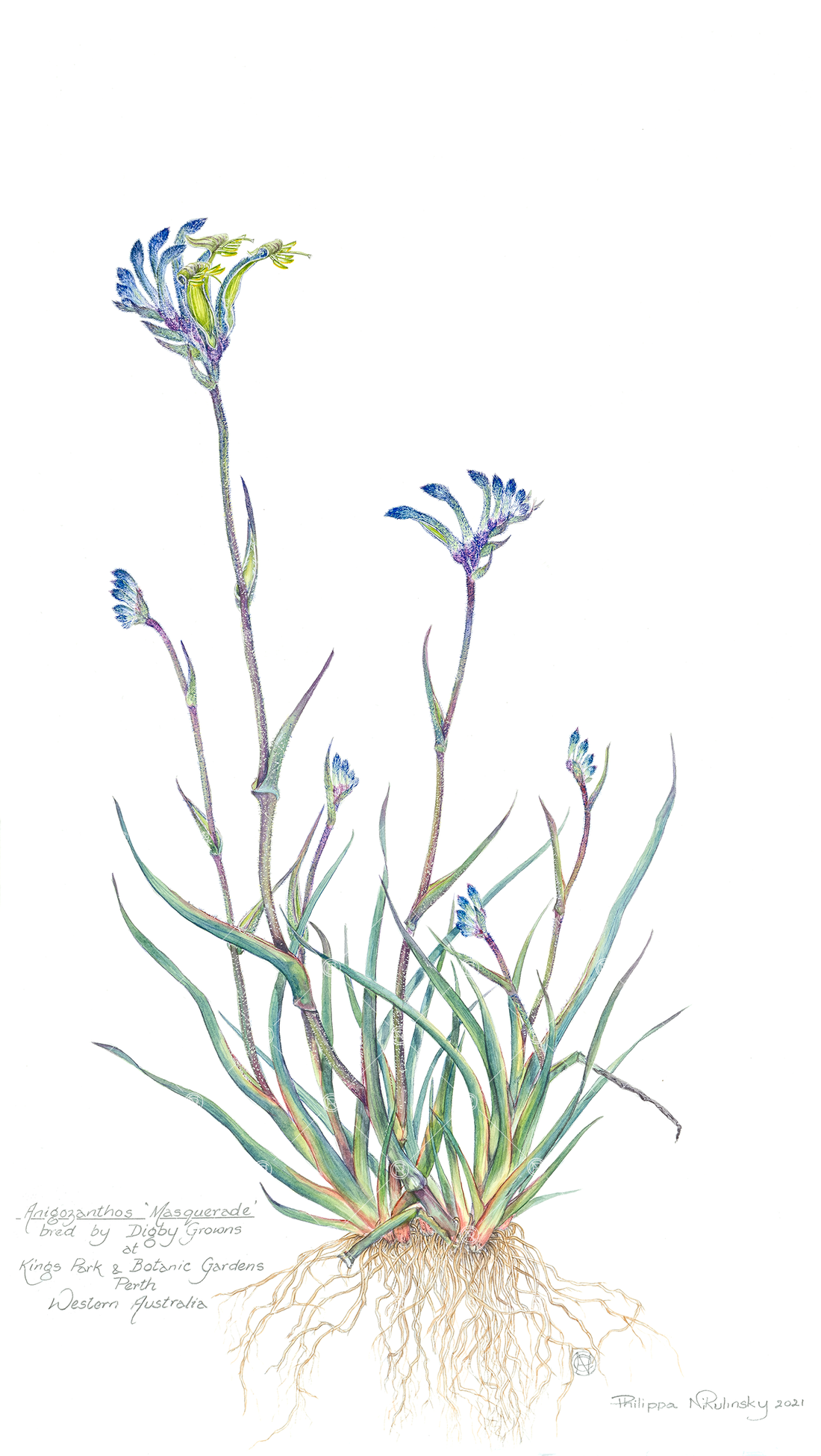 Blue Kangaroo Paw Painting