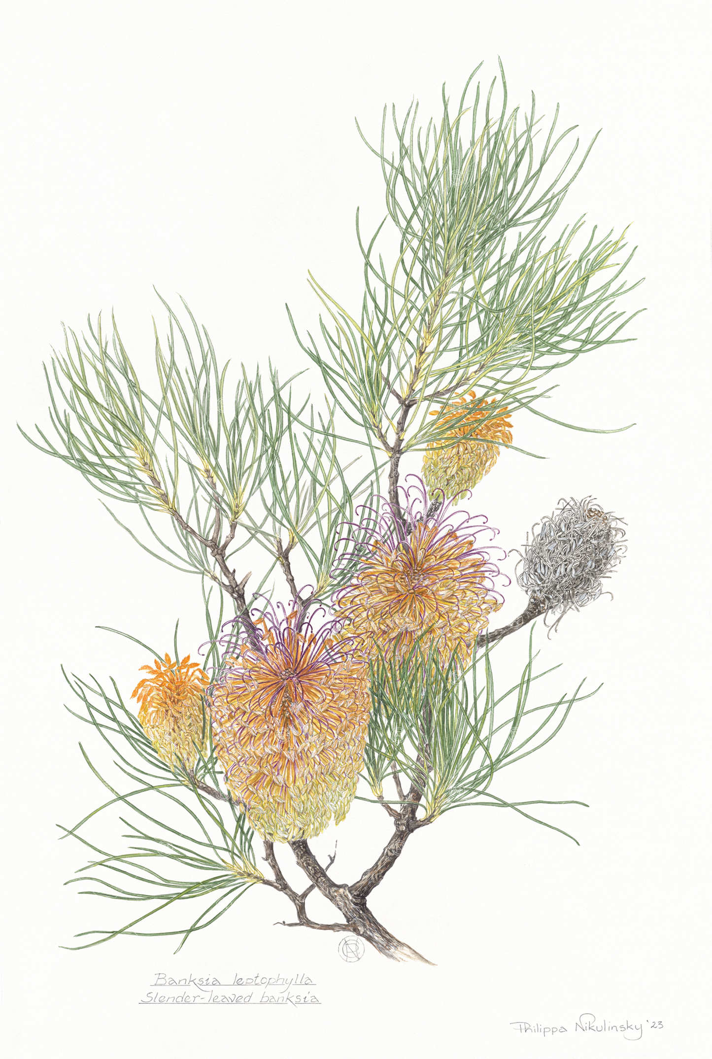 Banksia leptophylla