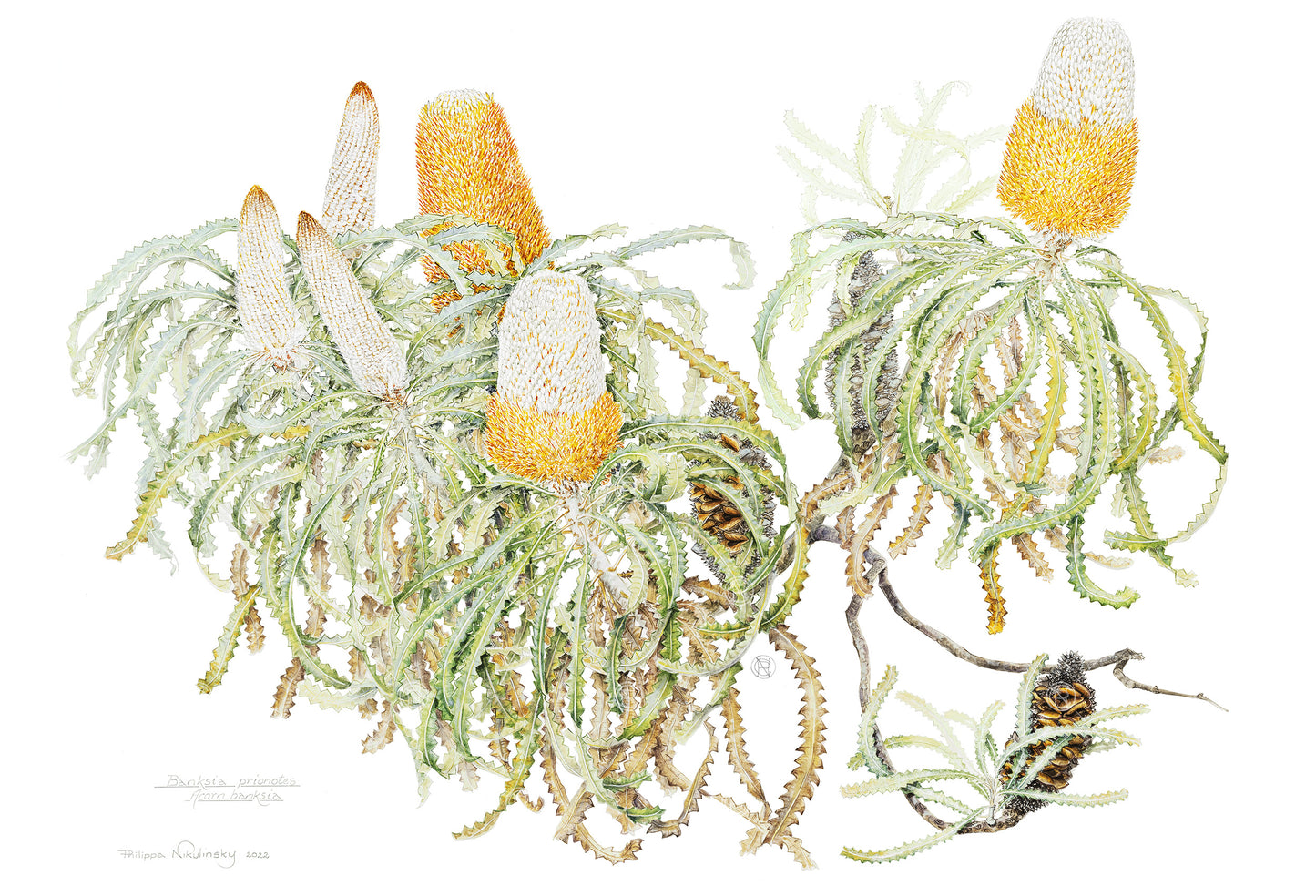 Banksia prionotes, Acorn banksia