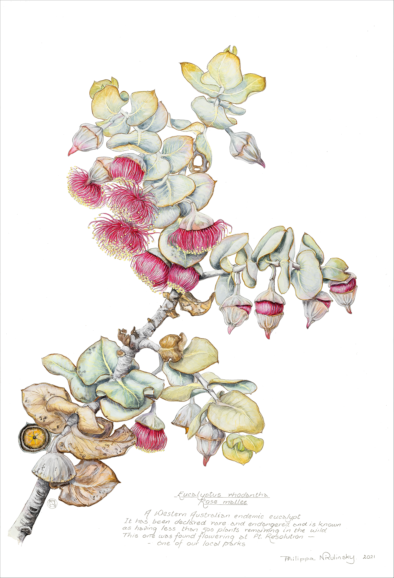 Eucalyptus rhodantha 2021