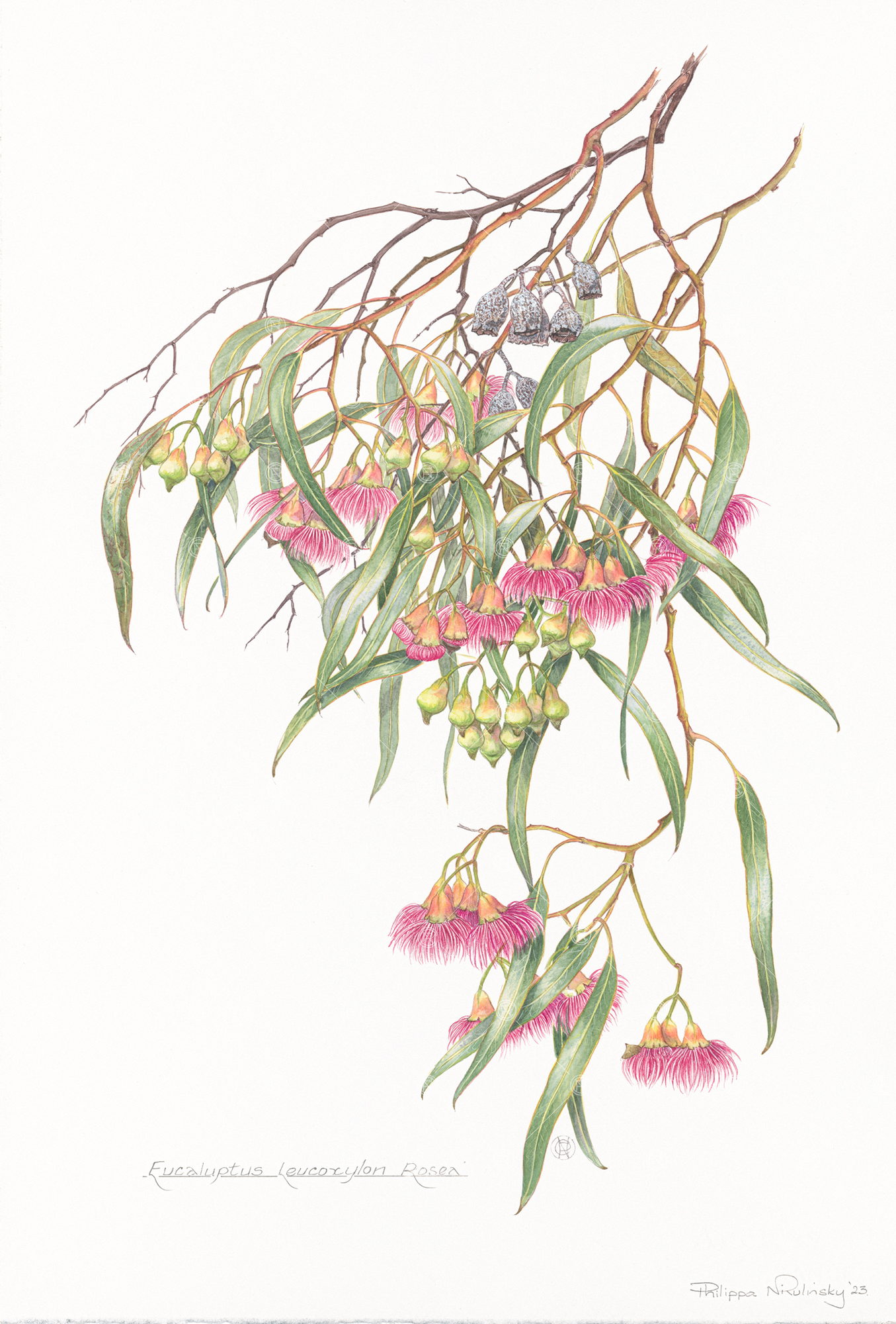 Eucalyptus leucoxylon Rosea