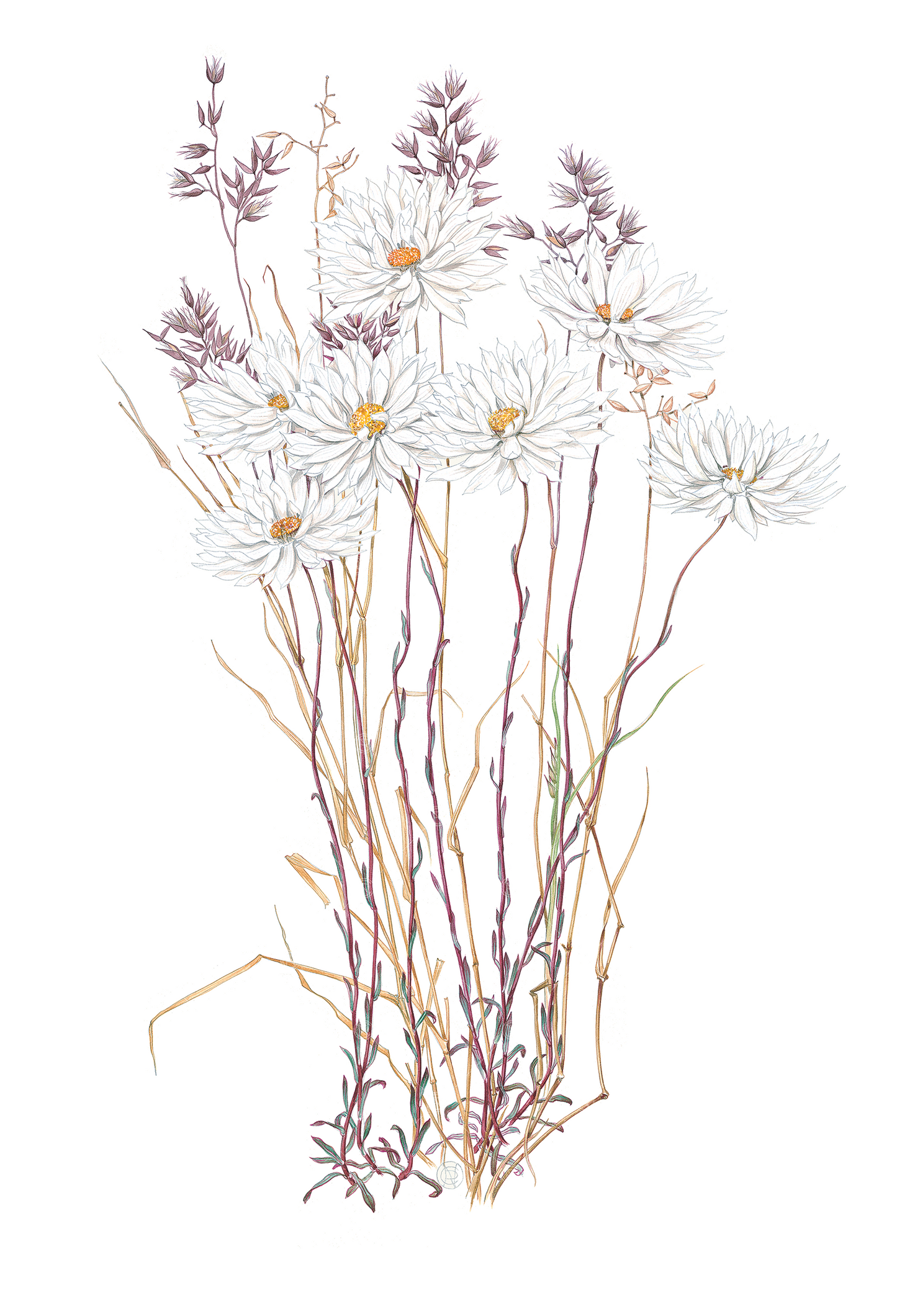 Splendid Everlastings & Grass