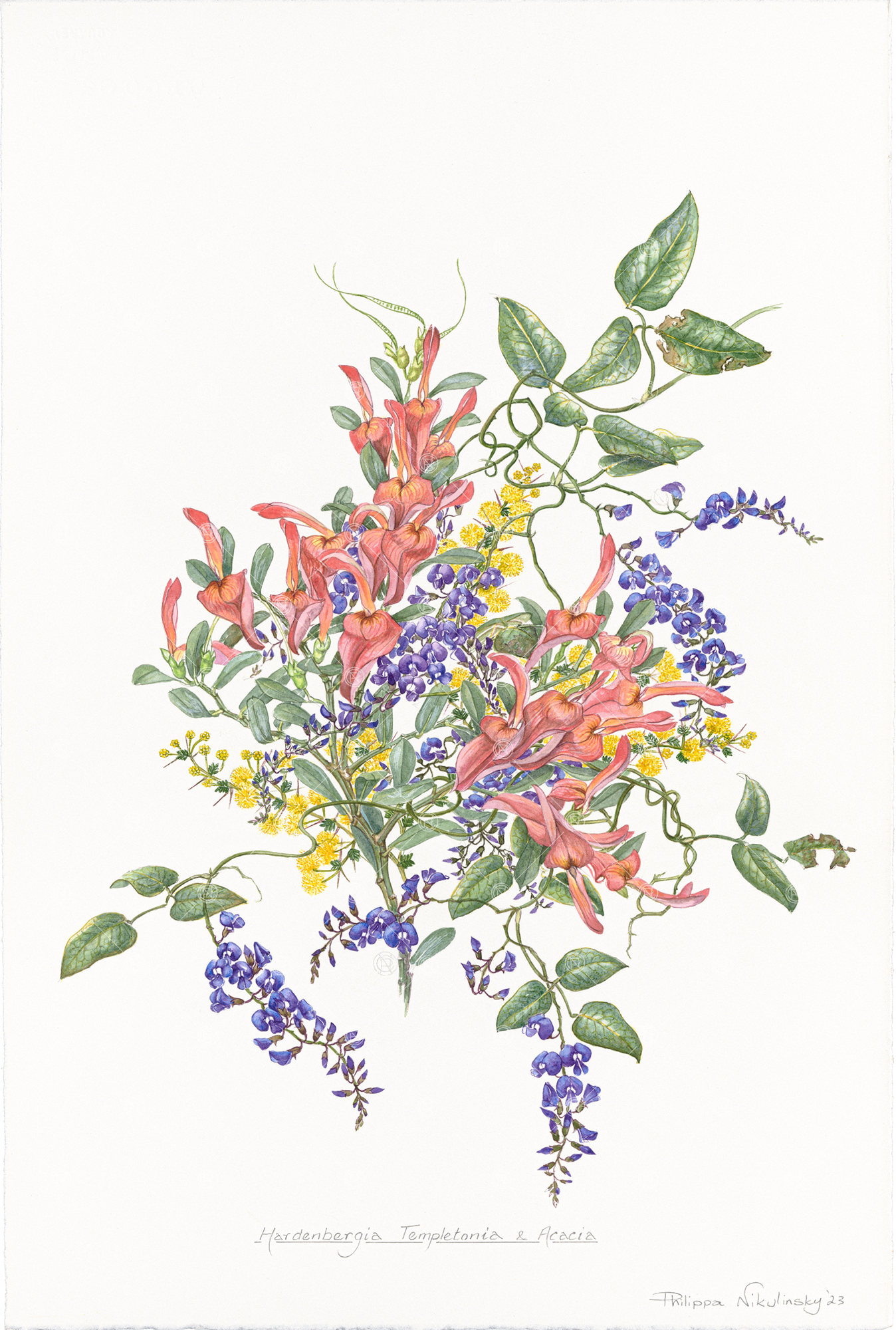 Hardenbergia, Templetonia & Acacia