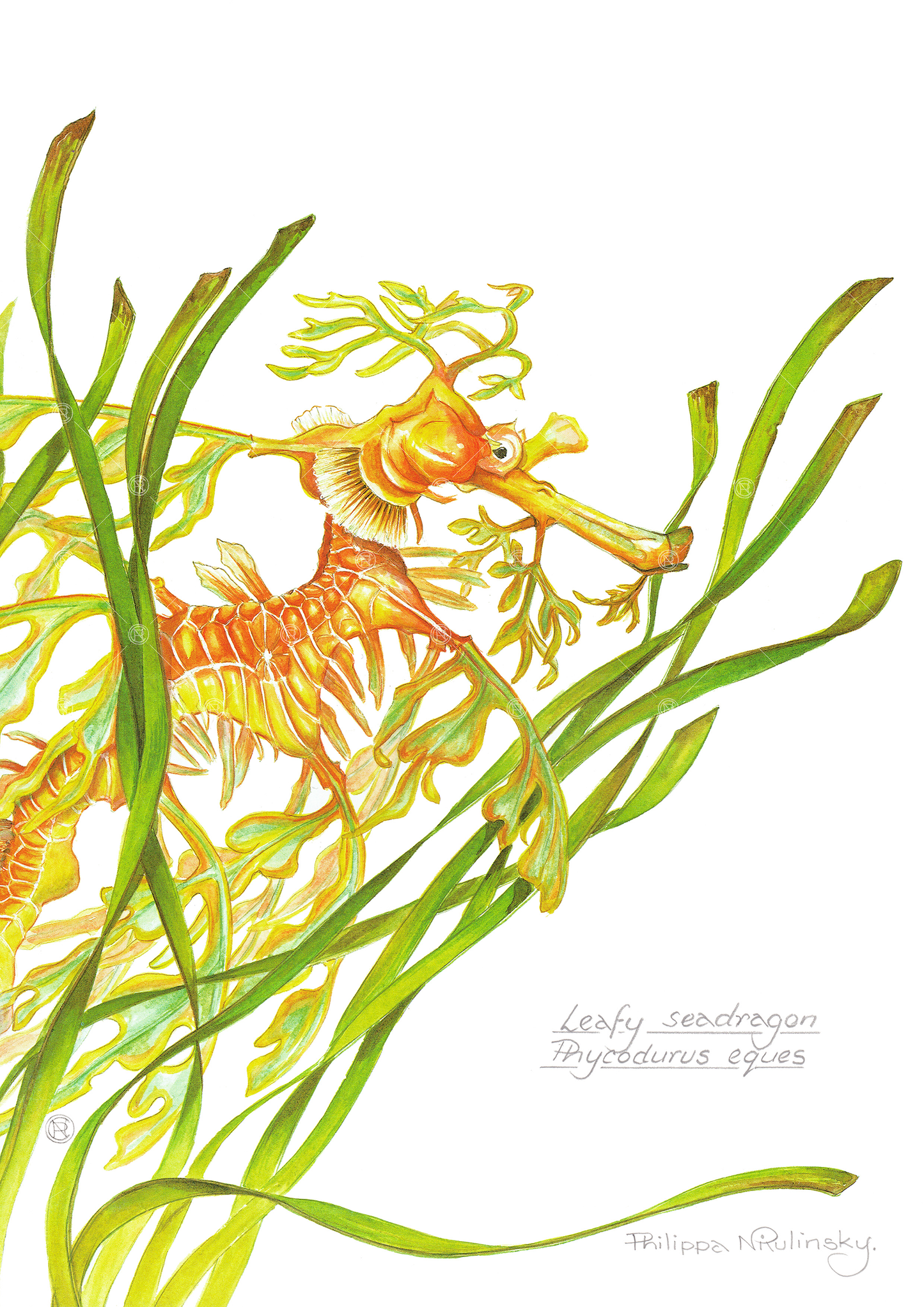 Leafy Sea Dragon