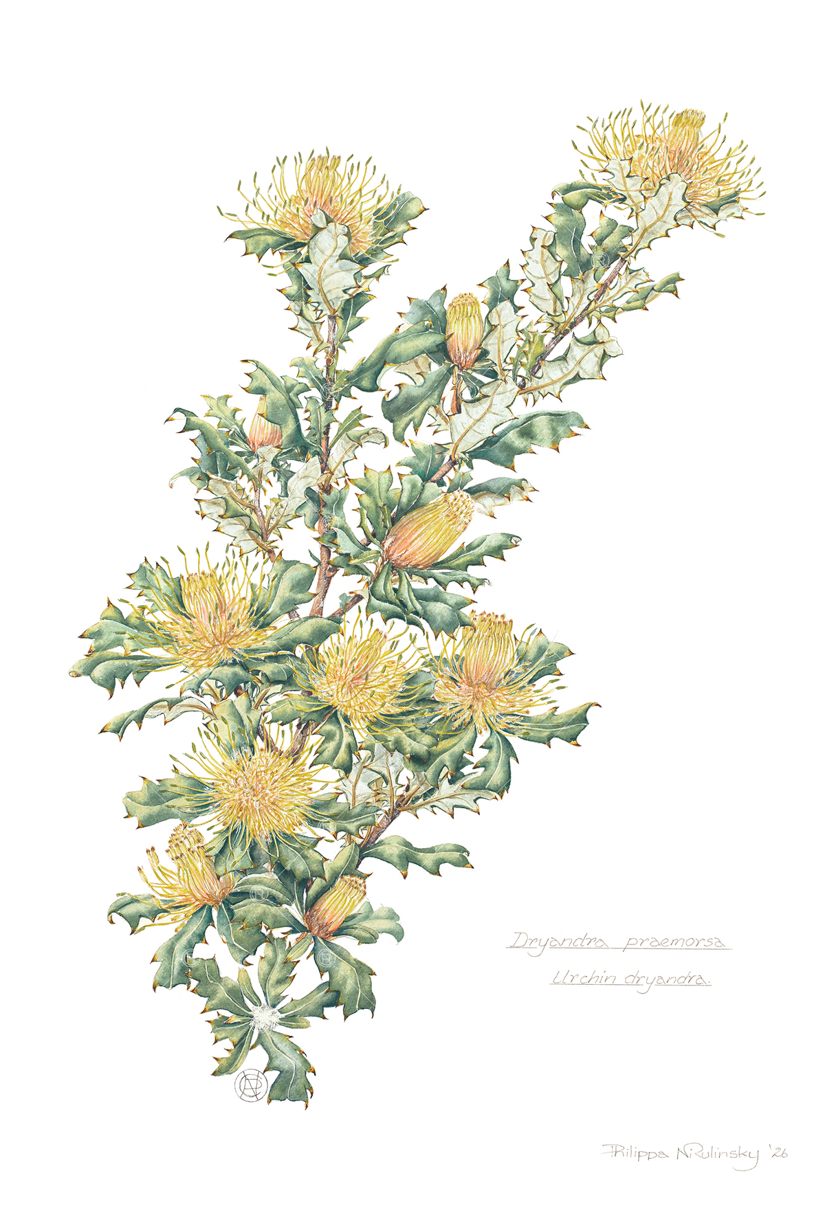 Dryandra praemorsa, Urchin dryandra 2026