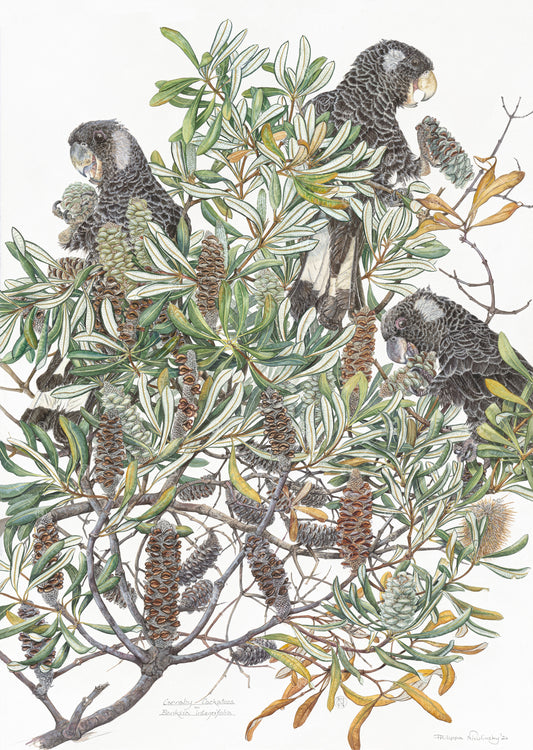 Banksia integrifolia & Carnaby's Cockatoos