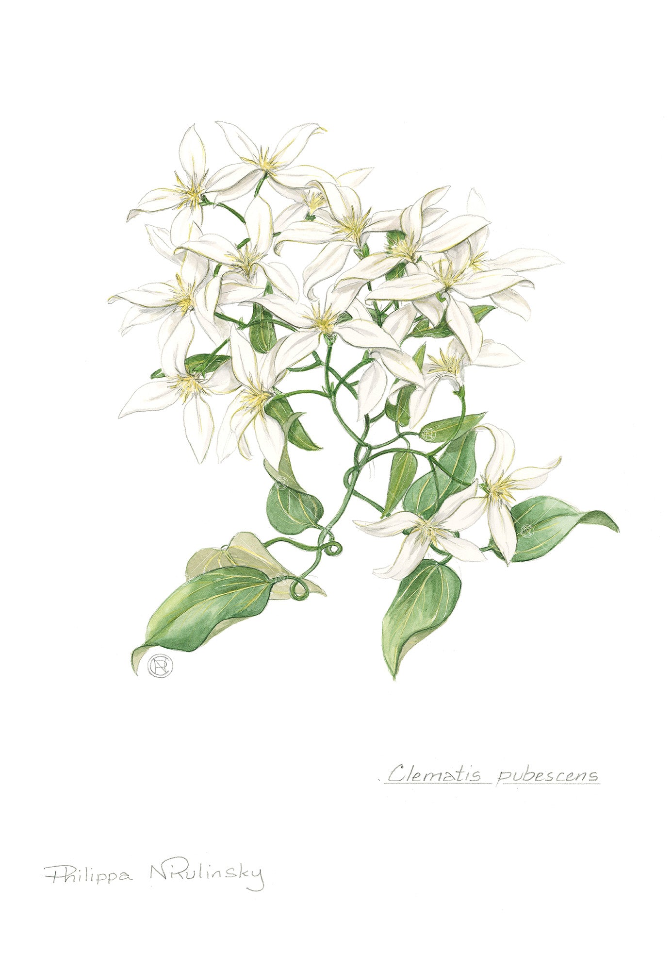 Clematis pubescens