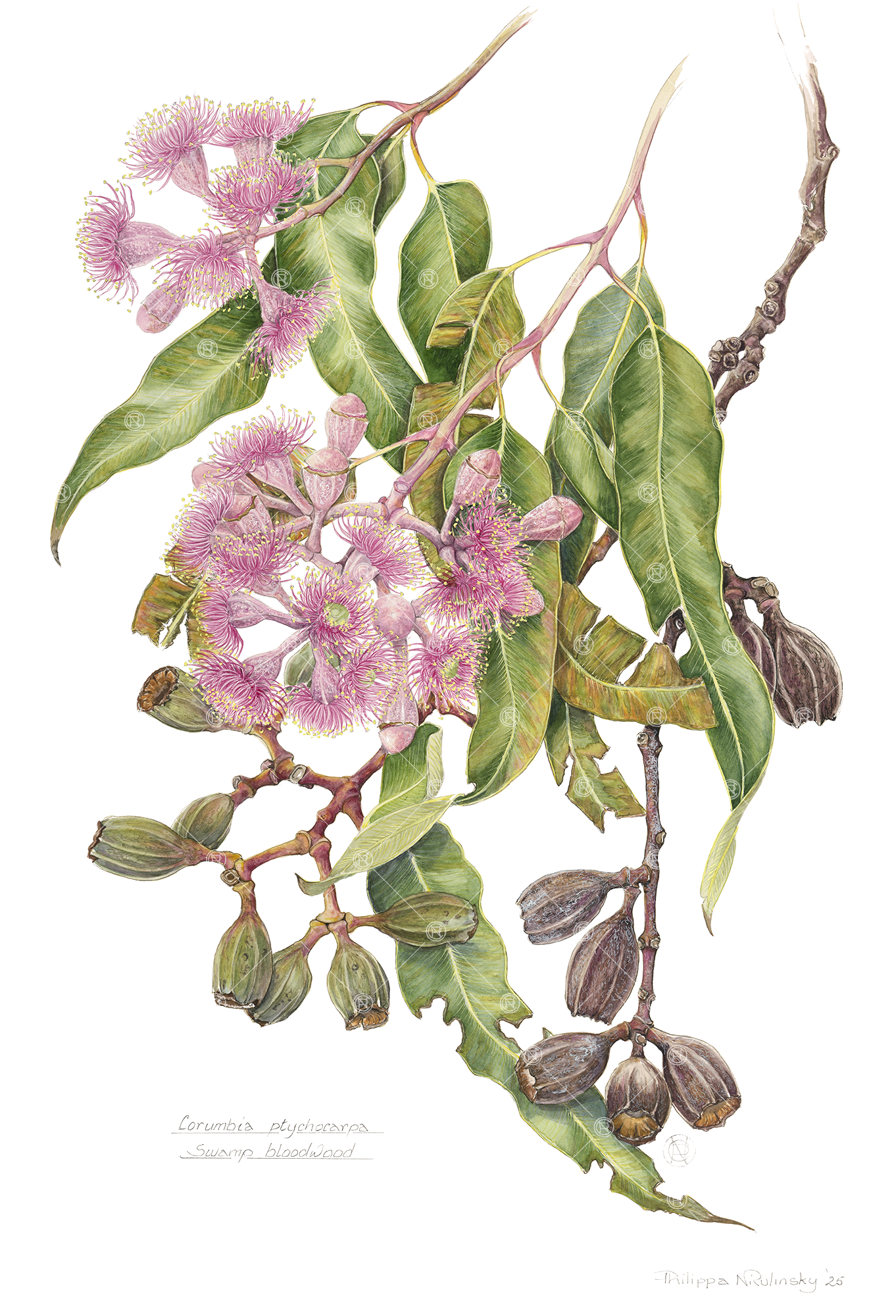 Corymbia ptychocarpa watercolour painting print by Philippa Nikulinsky AM