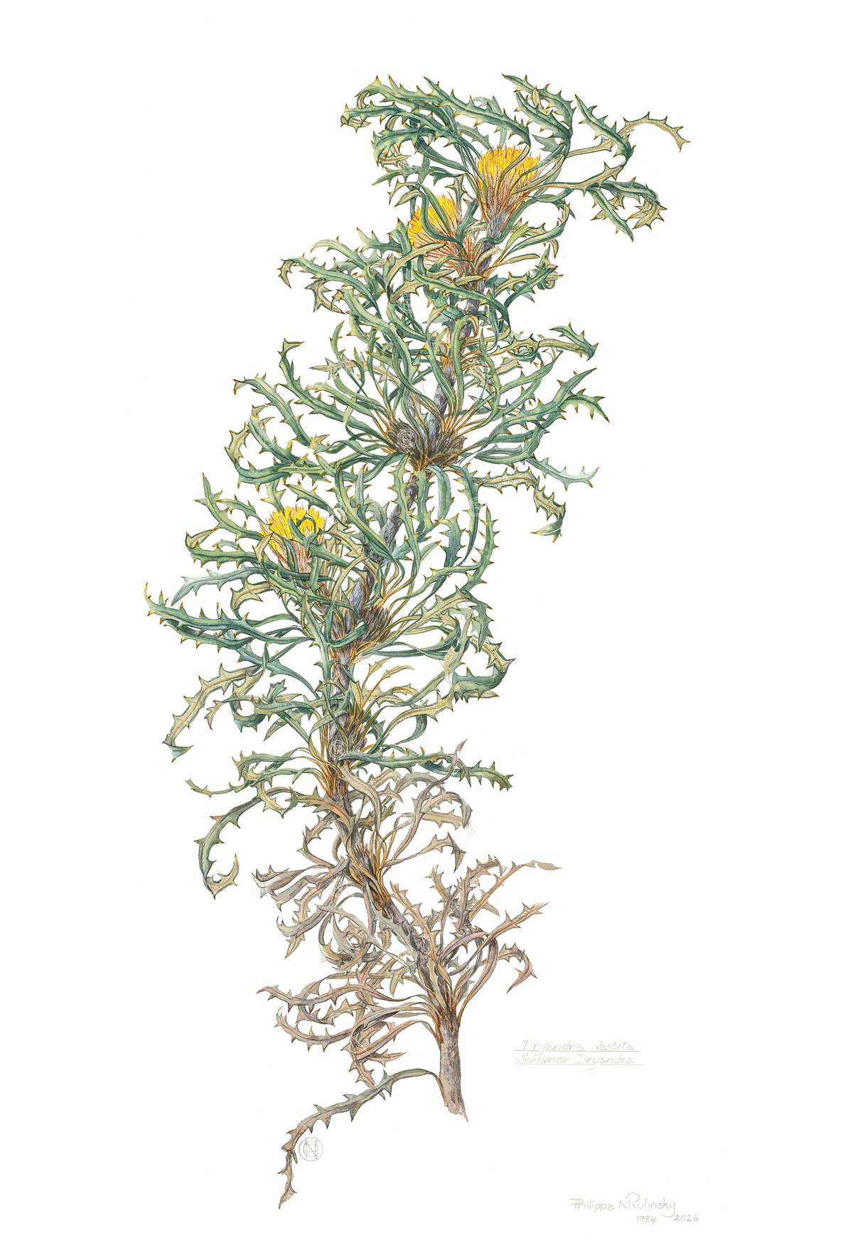 Dryandra vestita, Summer Dryandra 2026