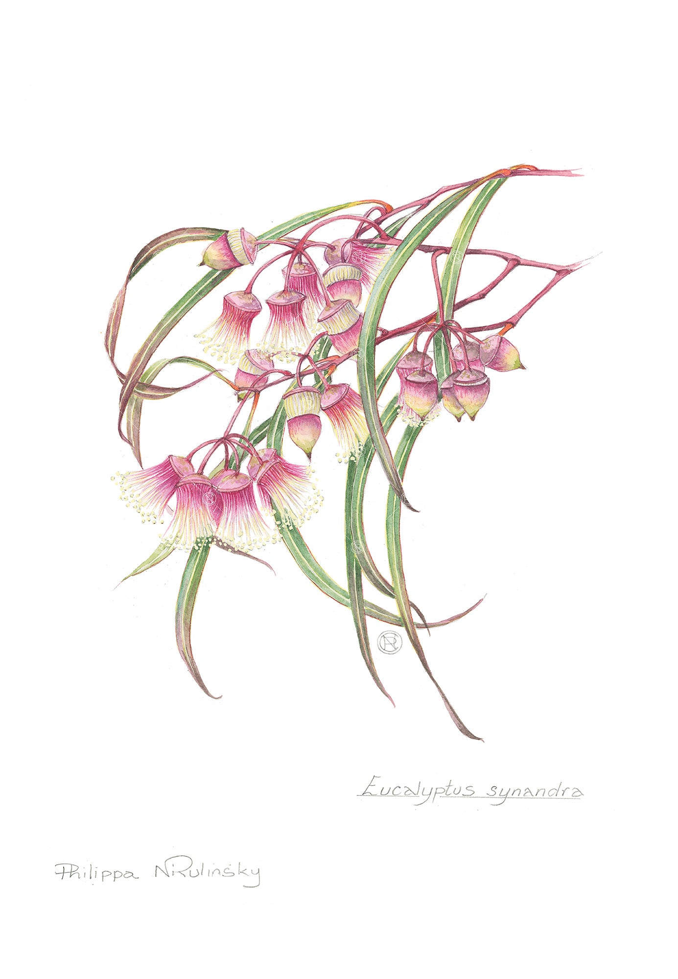 Eucalyptus synandra (A4)