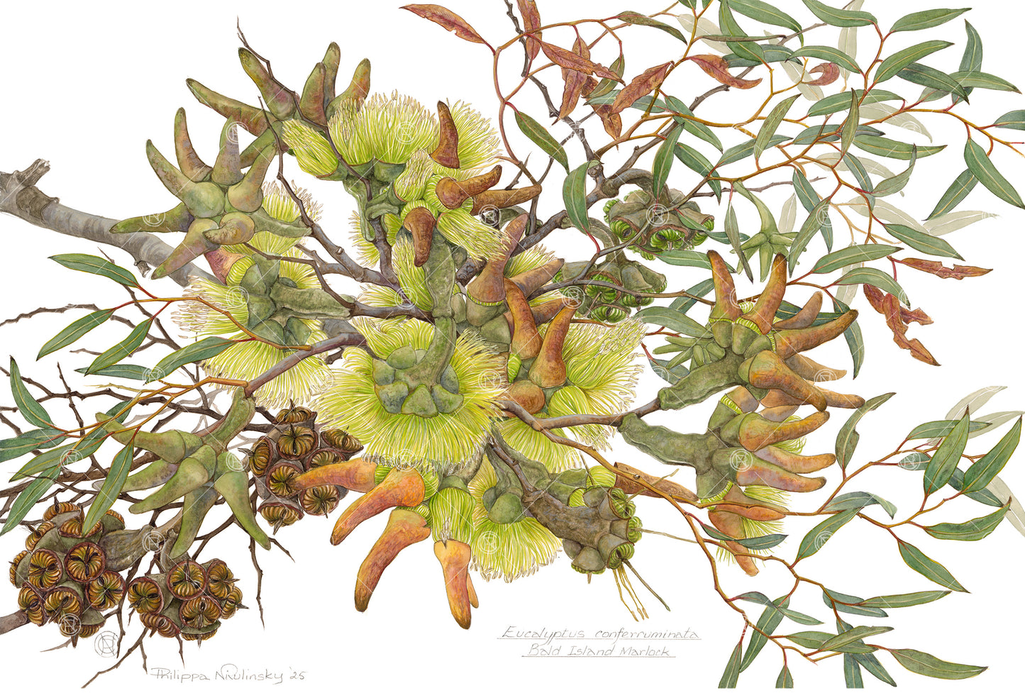 Eucalyptus conferruminata 2025