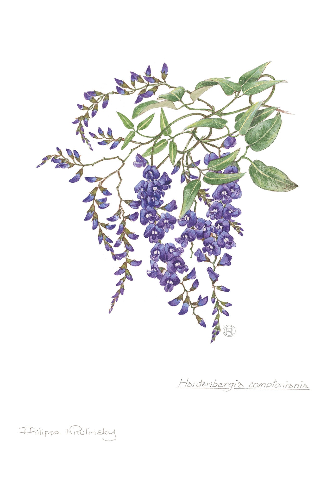 Hardenbergia comptoniana
