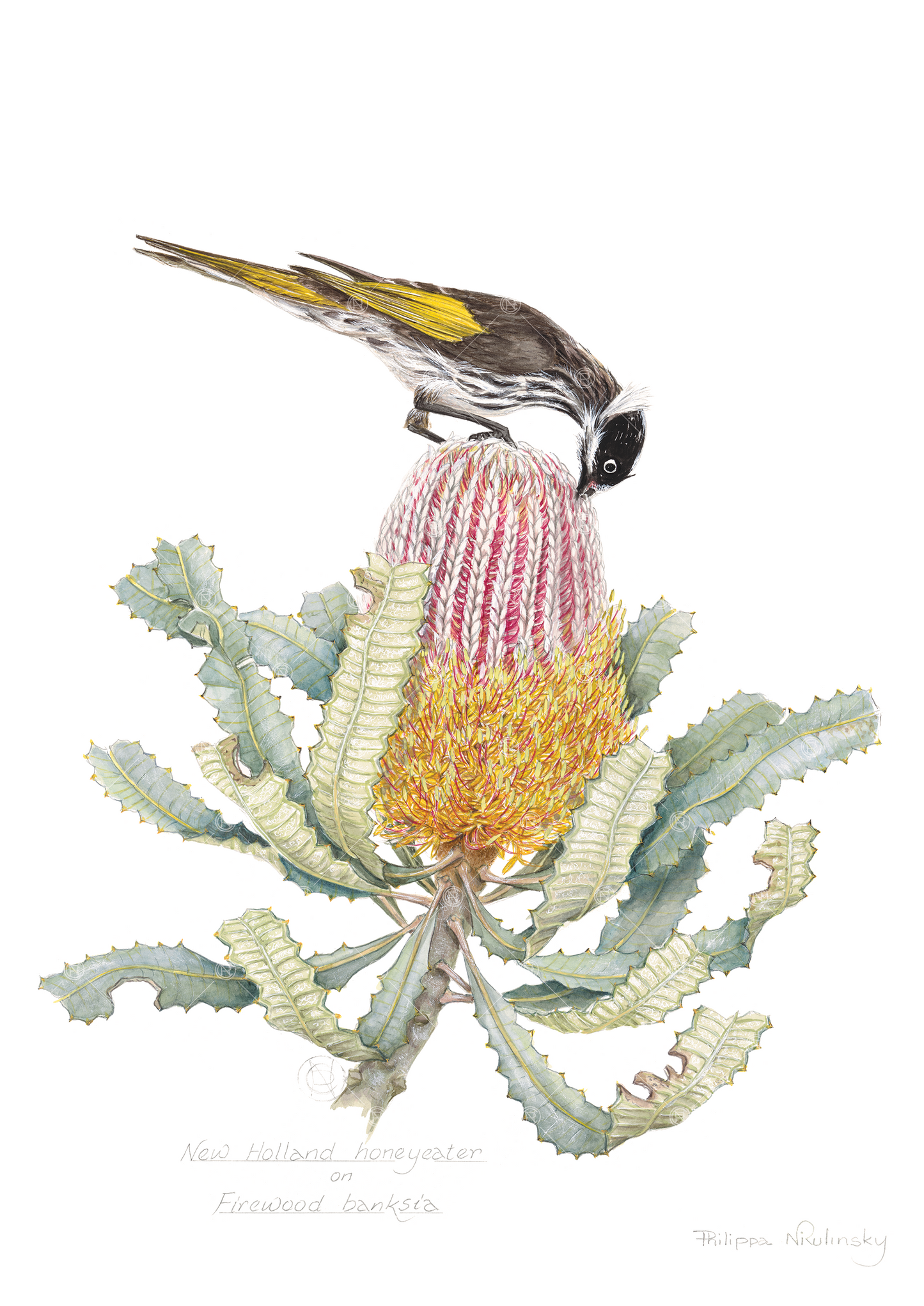New Holland honeyeater on Firewood banksia