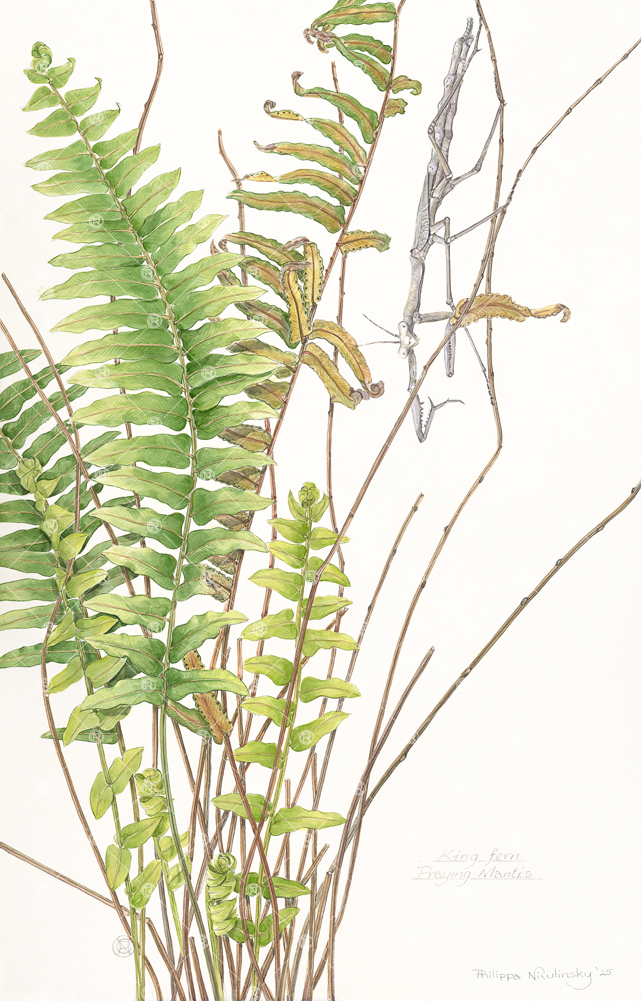 King Fern & Mantis