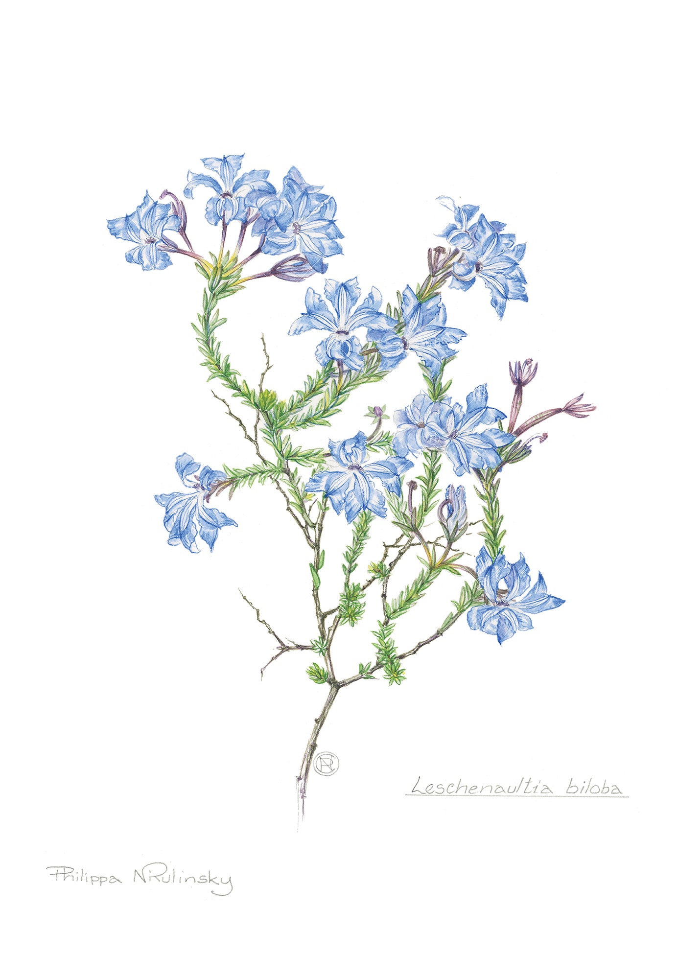 Leschenaultia biloba