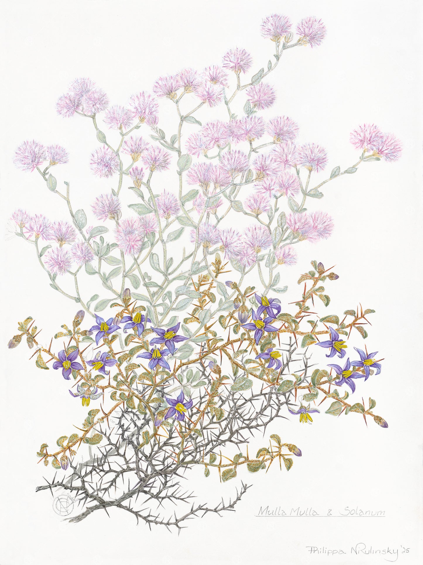 Mulla Mulla & Solanum