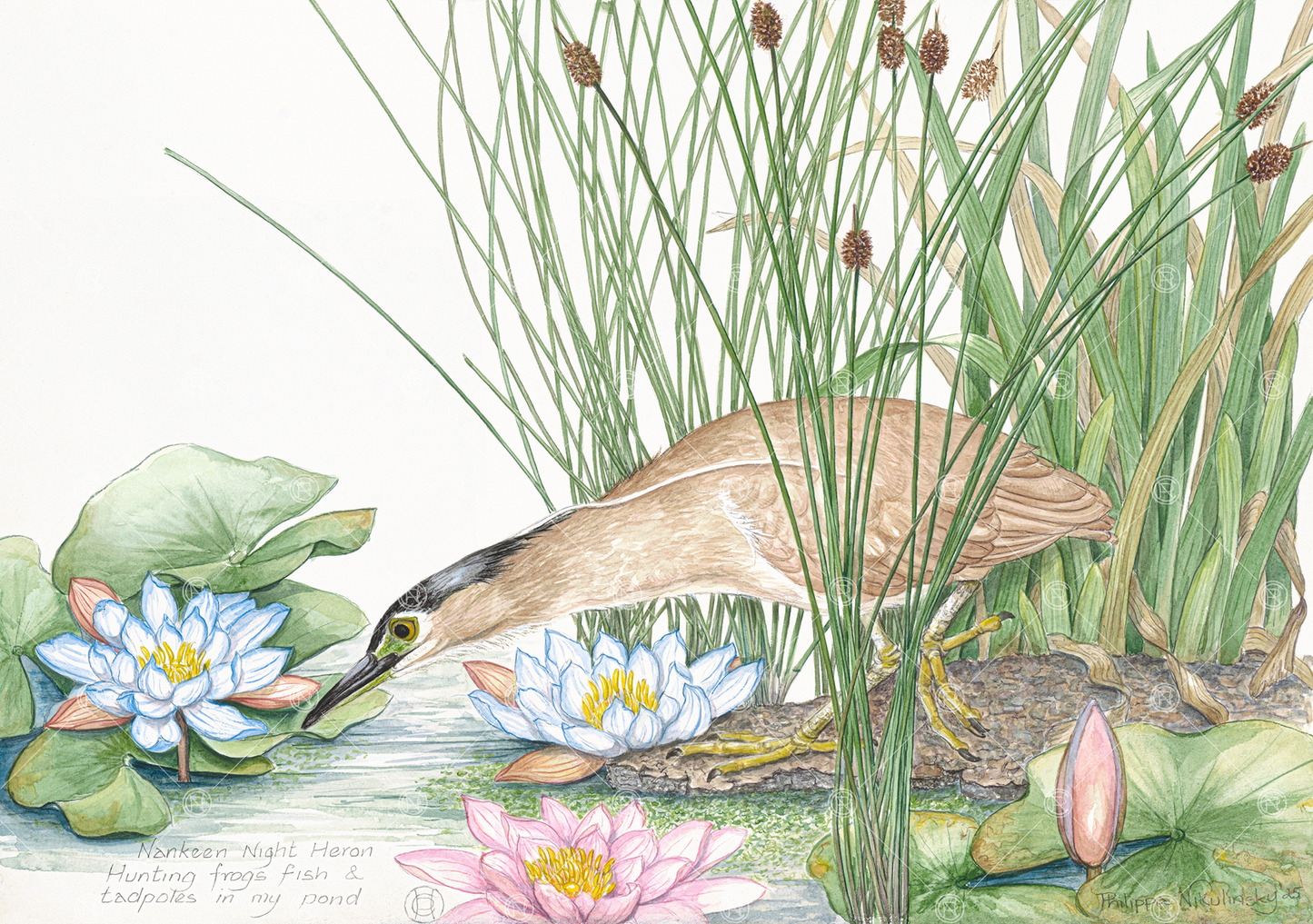 Nankeen Night Heron