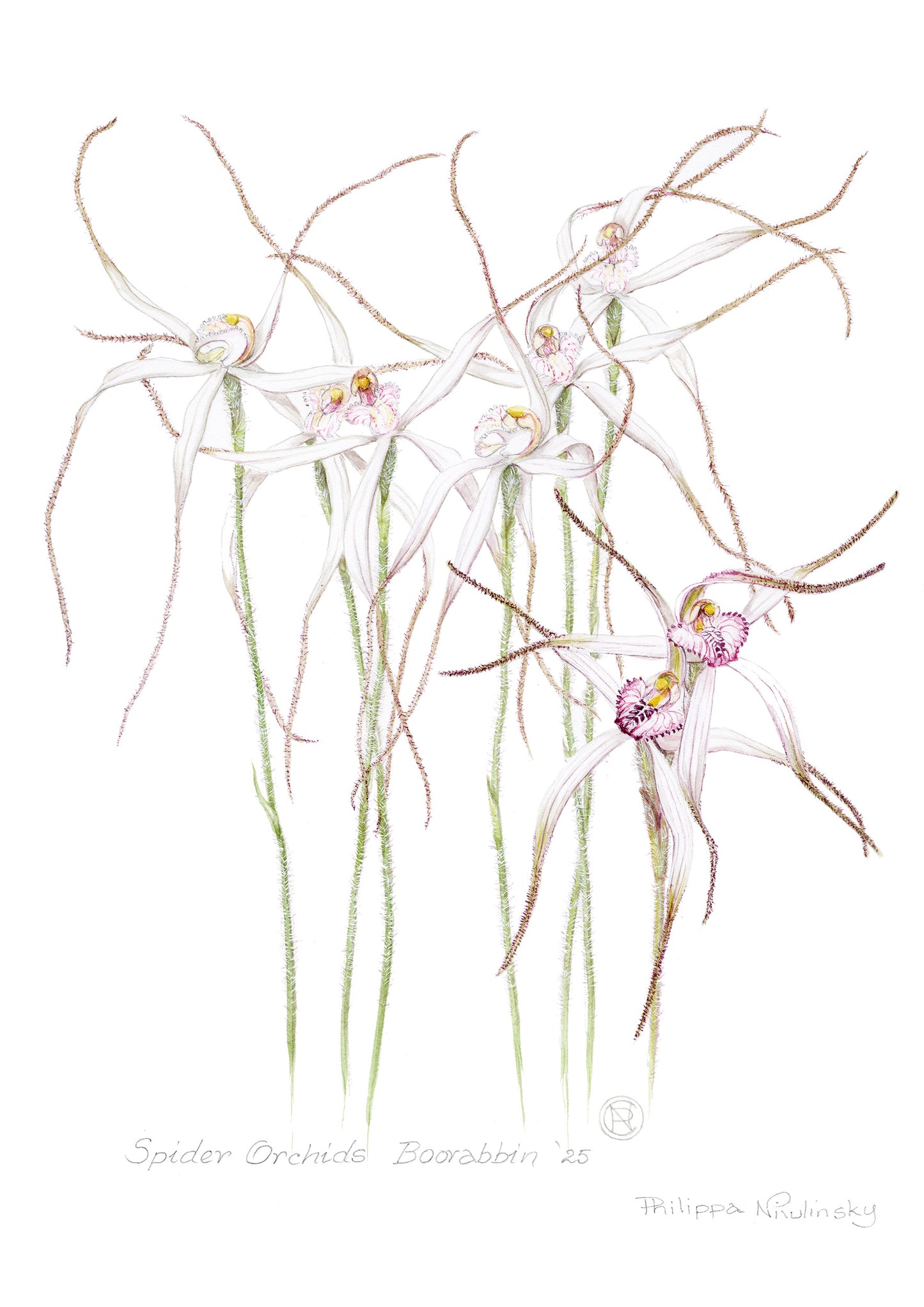 Spider Orchids Boorabbin