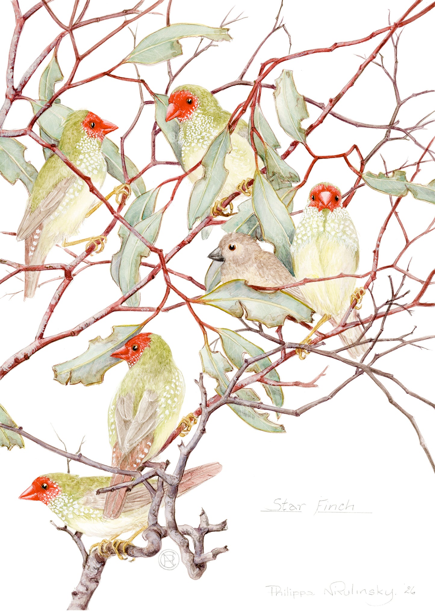 Star Finches