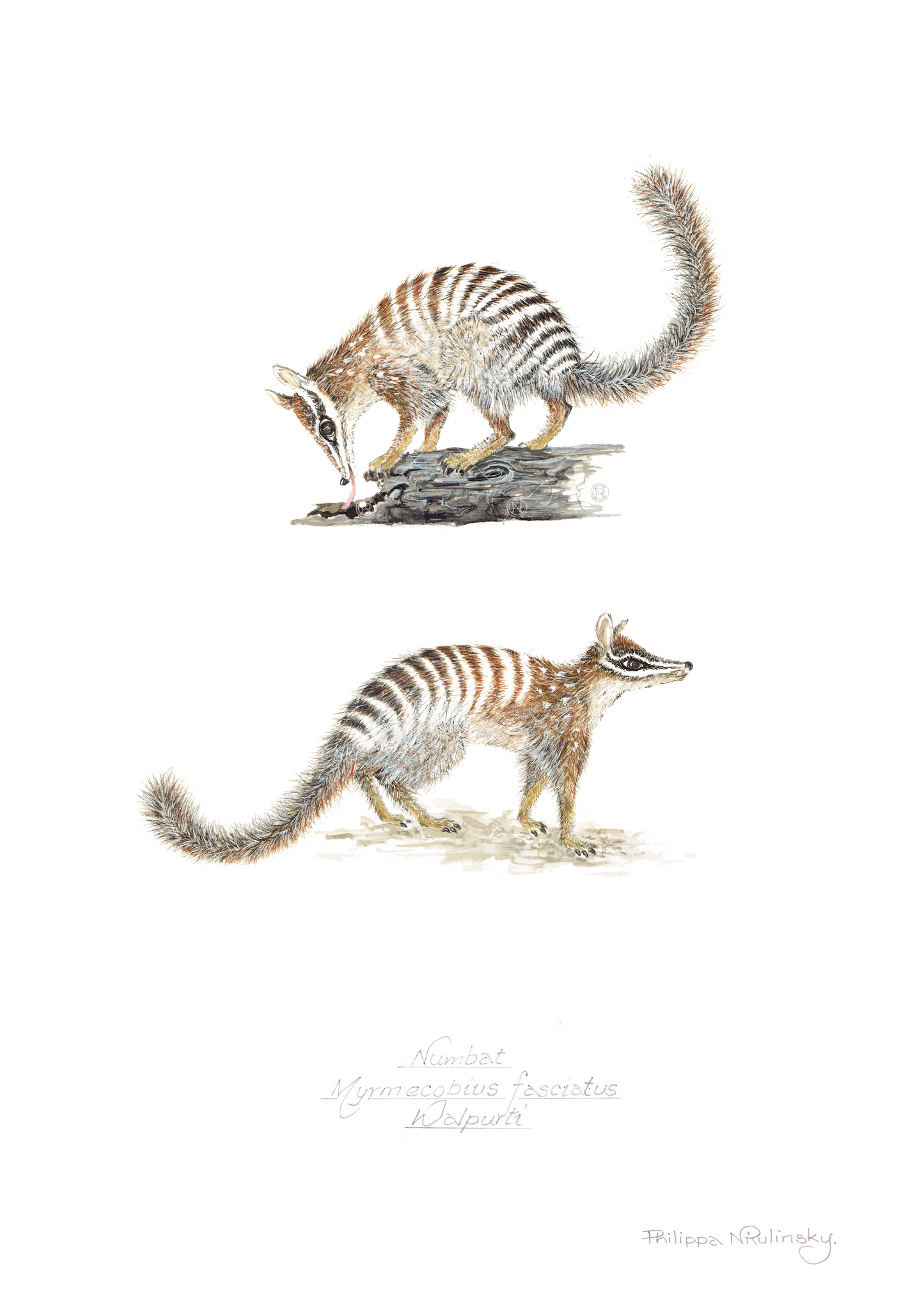 Numbat