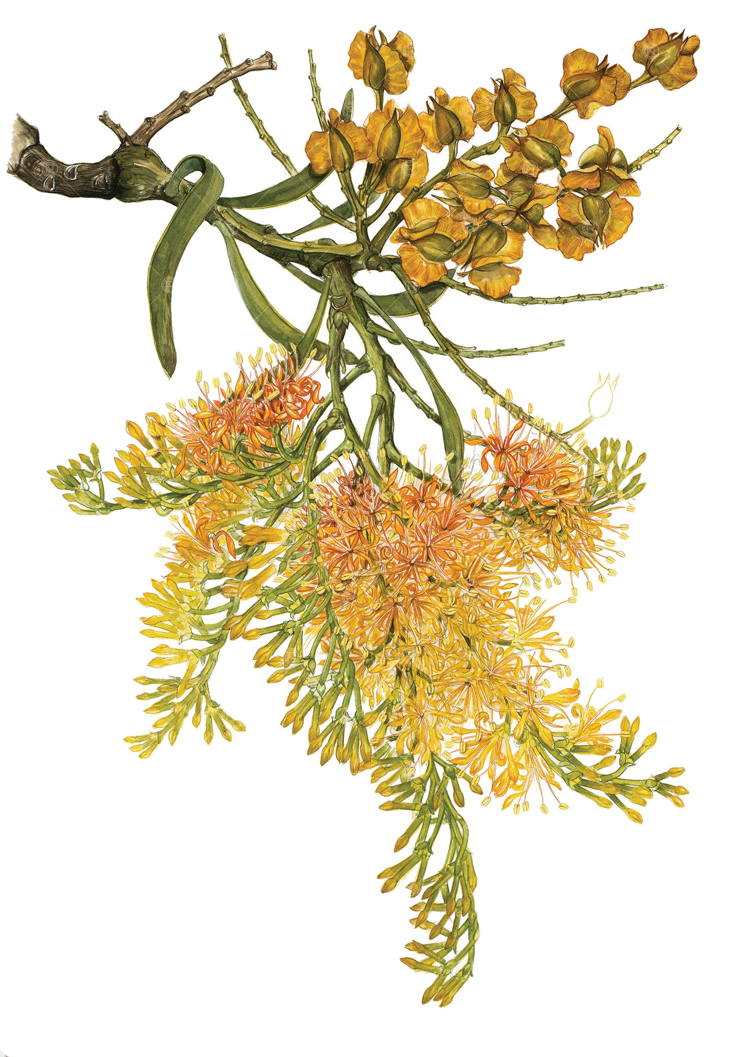 Nuytsia floribunda