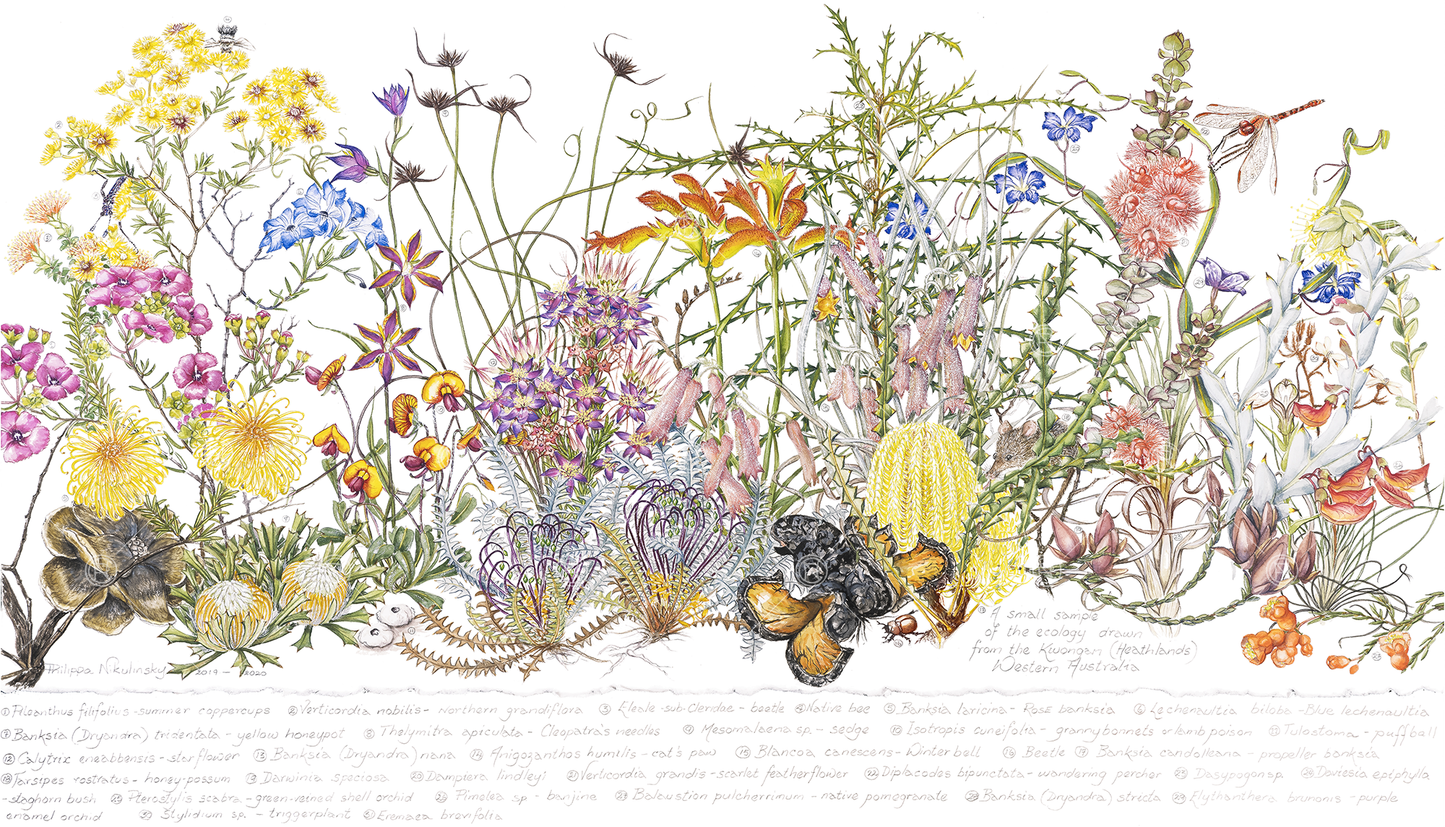 Wildflowers of the Kwongan