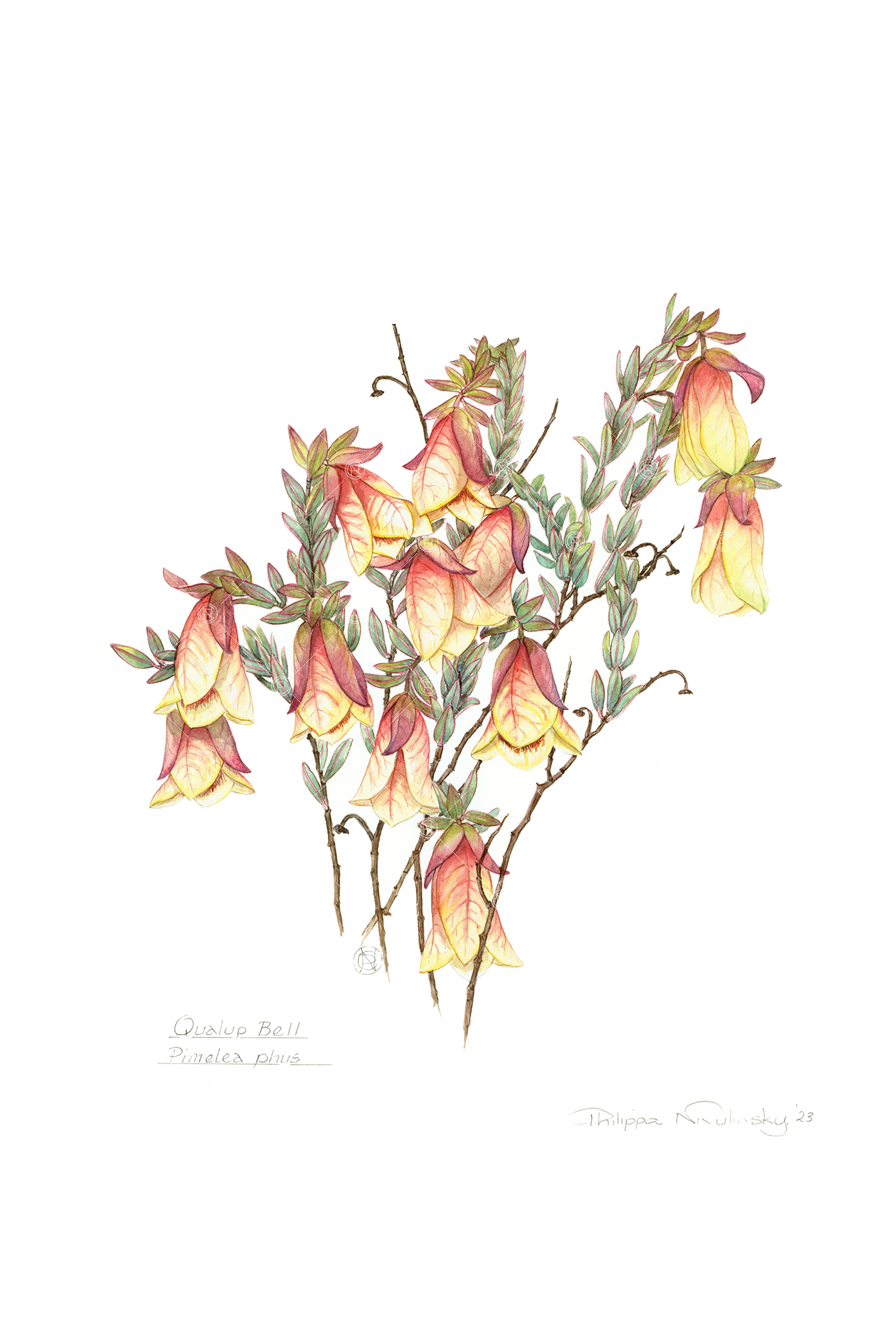 Pimelea physodes, Qualup bell