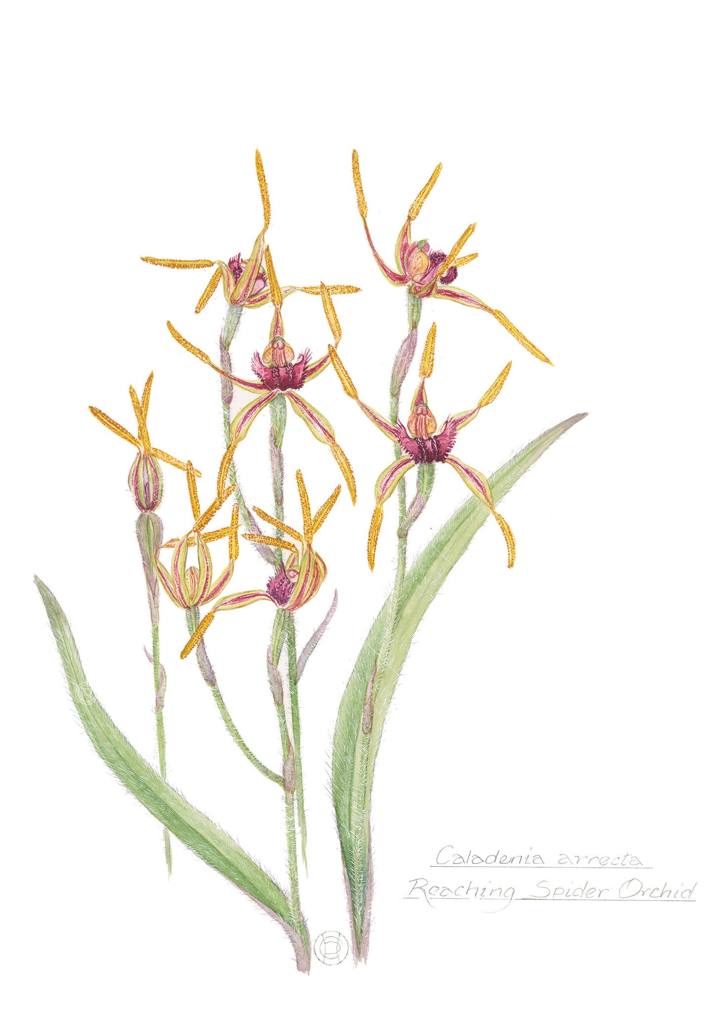 Reaching Spider Orchid, Caladenia arrecta