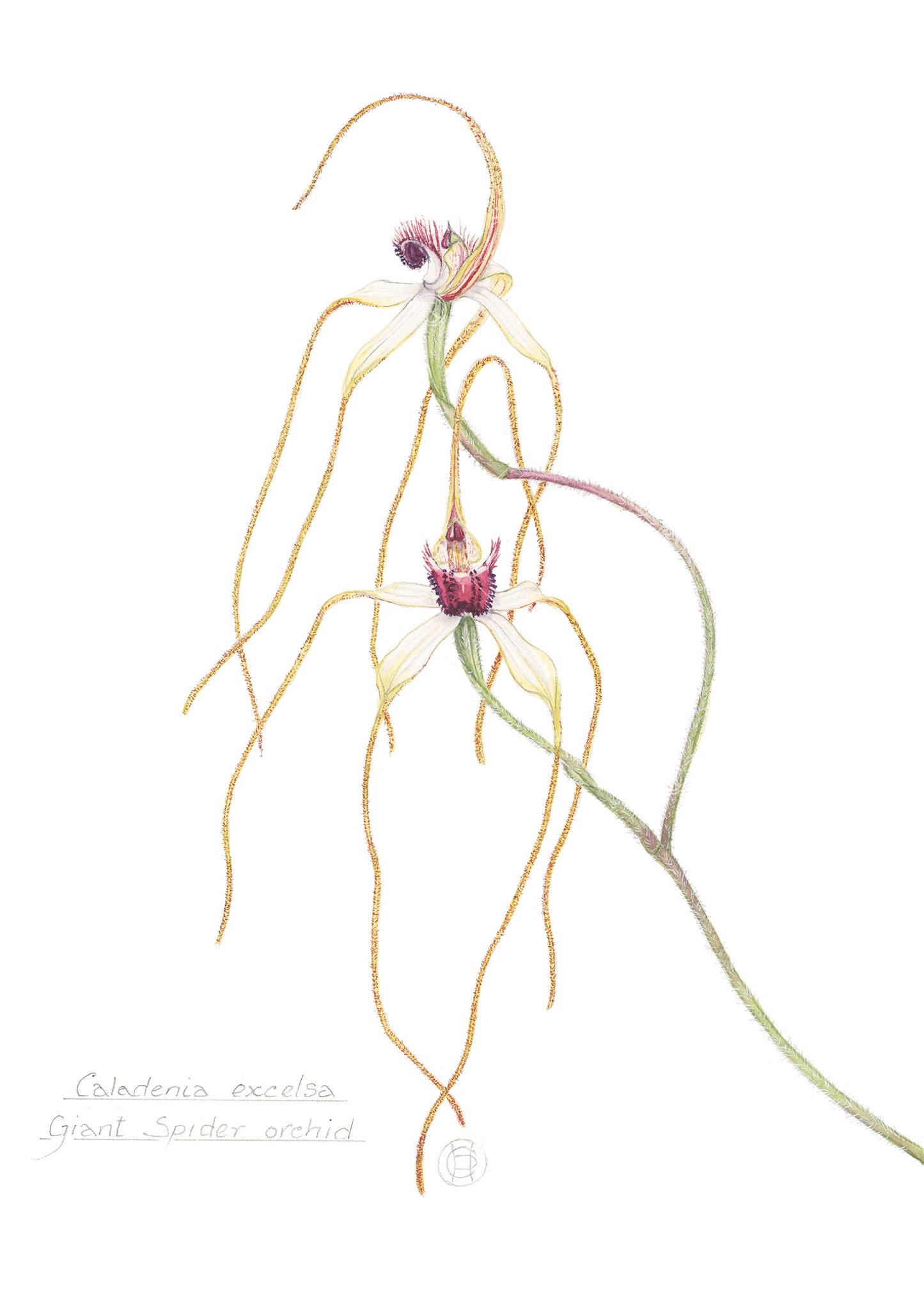 Giant Spider Orchid, Caladenia excelsa