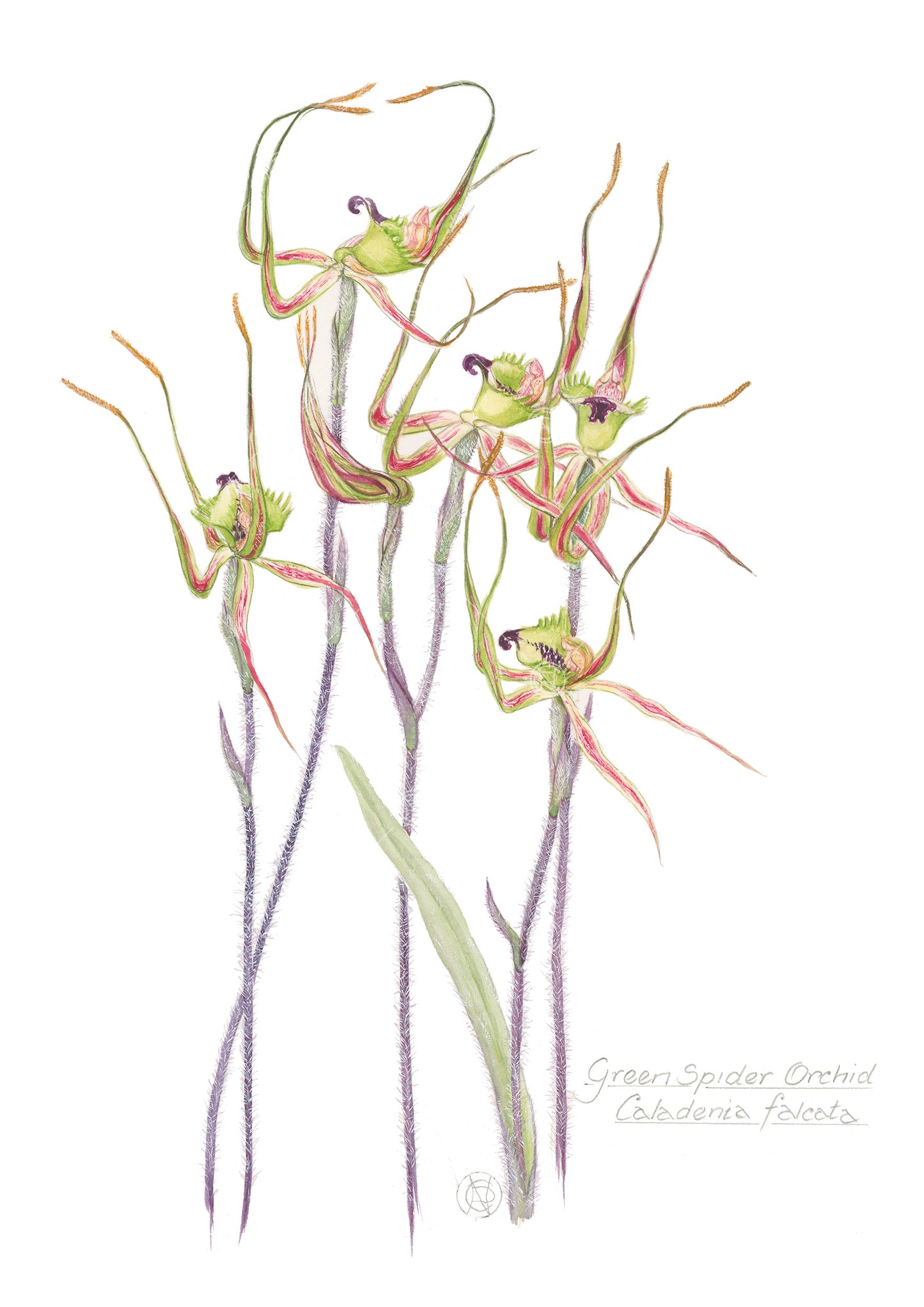 Fringed Mantis Orchid, Caladenia falcata