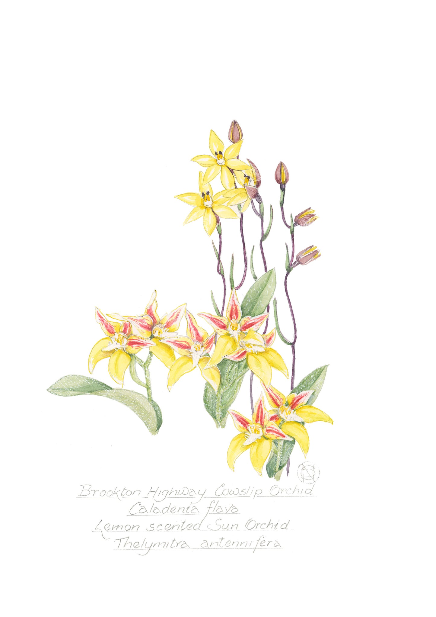 Cowslip & Sun Orchid, Caladenia flava & Thelymitra antennifera