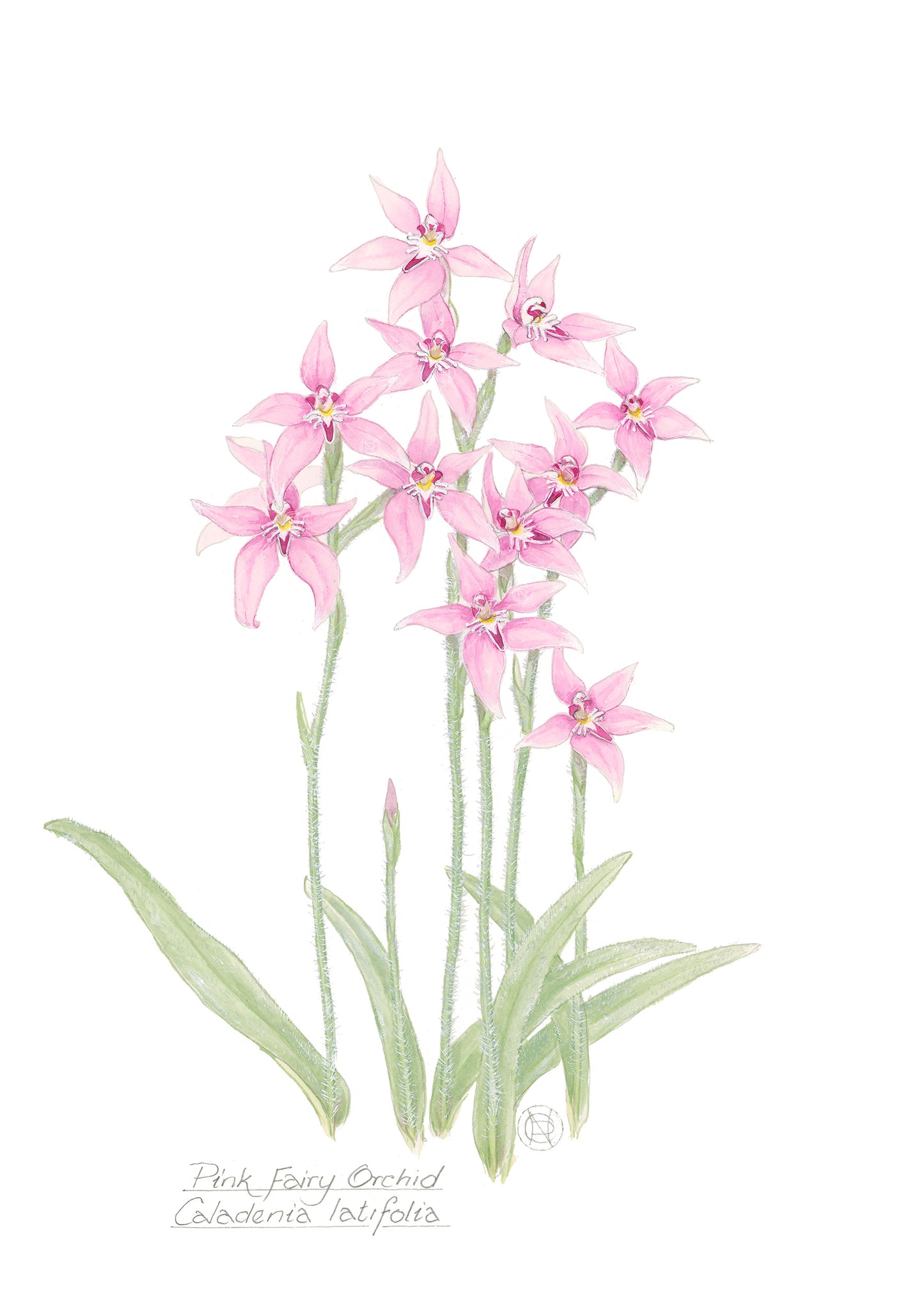 Pink Fairy Orchid, Caladenia latifolia