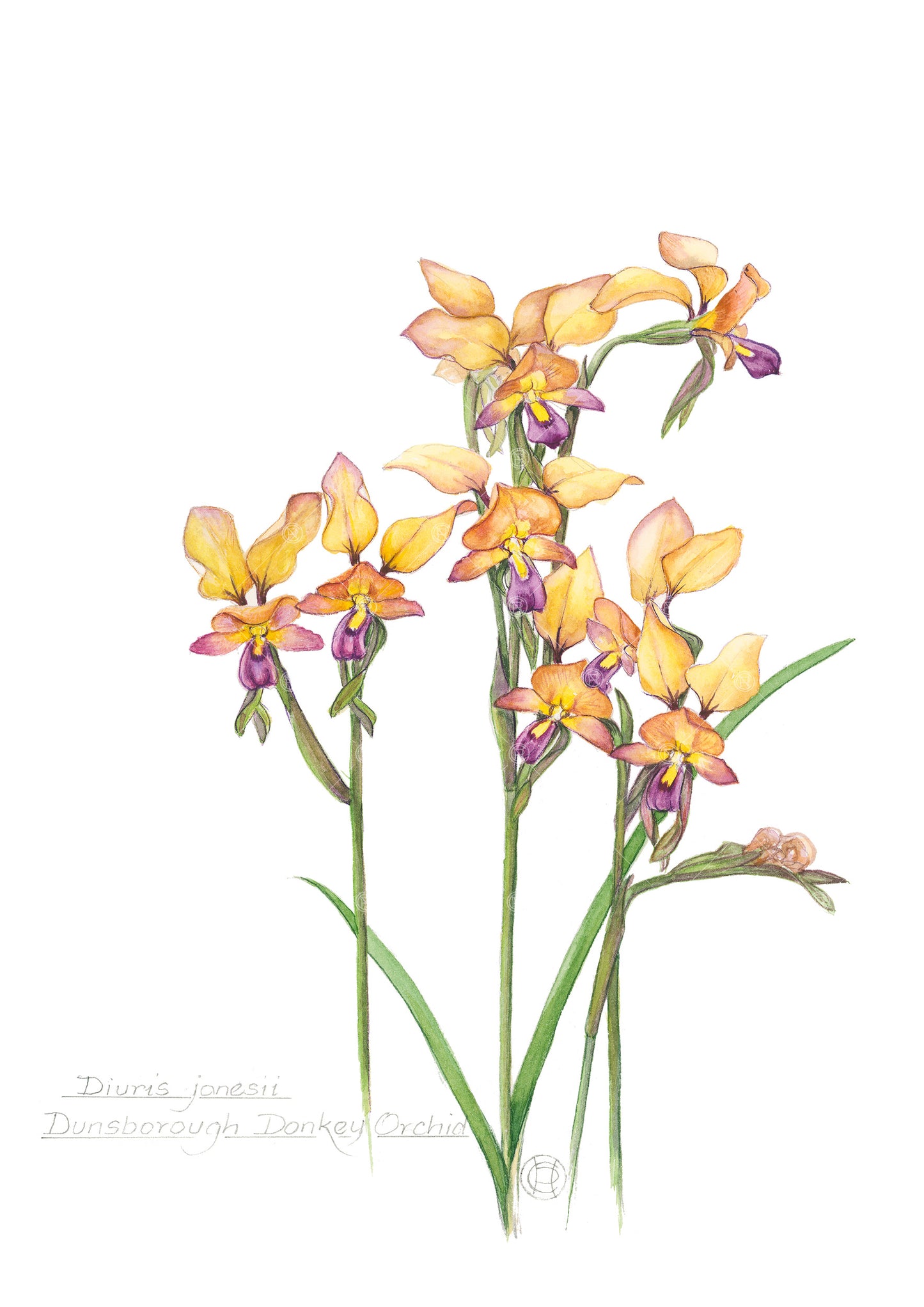 Dunsborough Donkey Orchid, Diuris jonesii