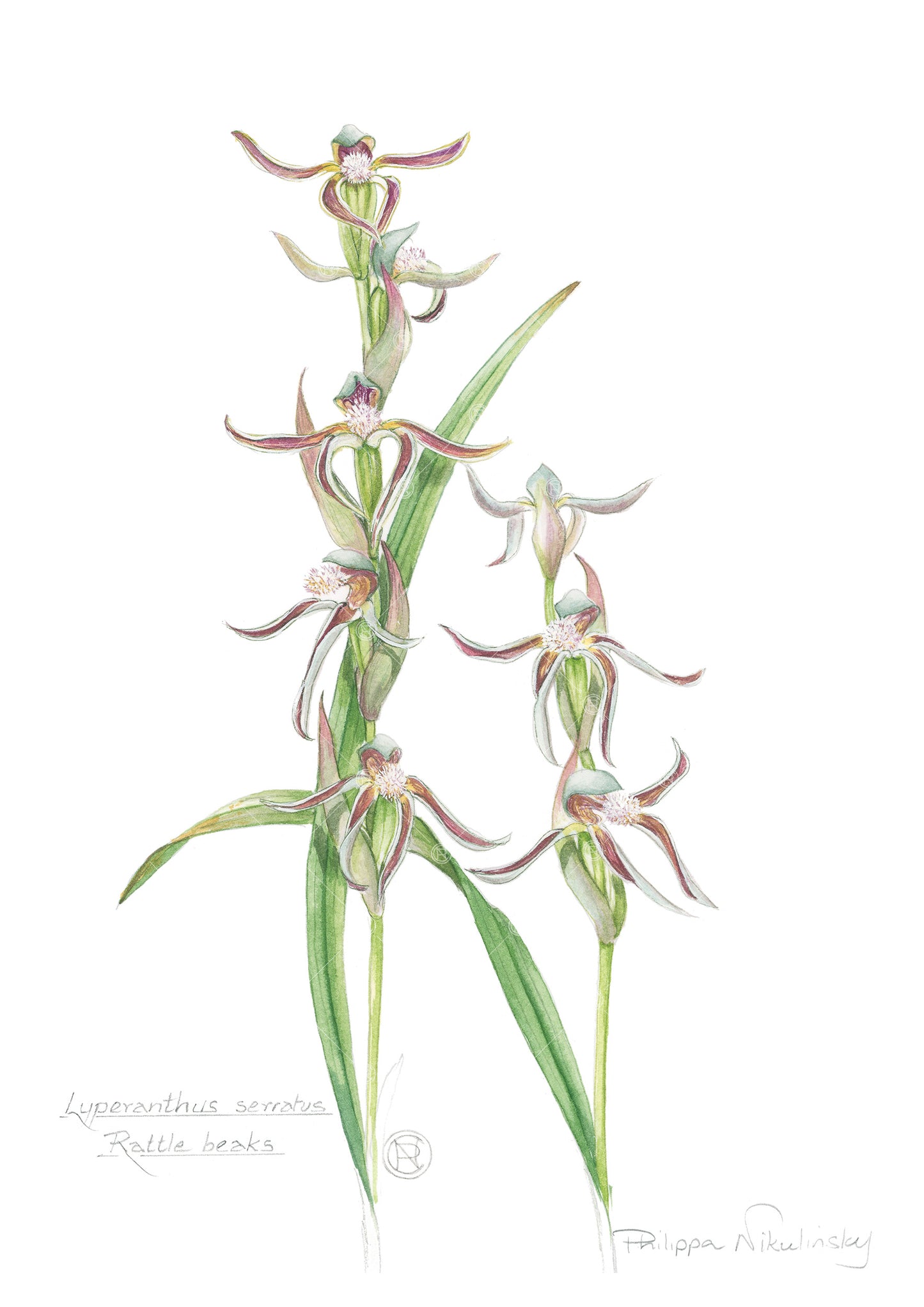 Rattle Beak Orchid, Lyperanthus serratus