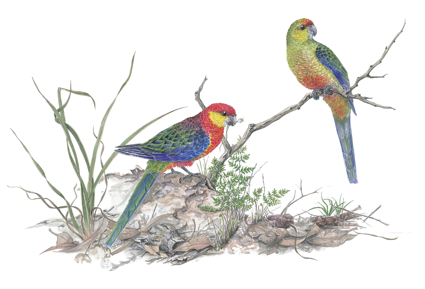 Western Rosellas