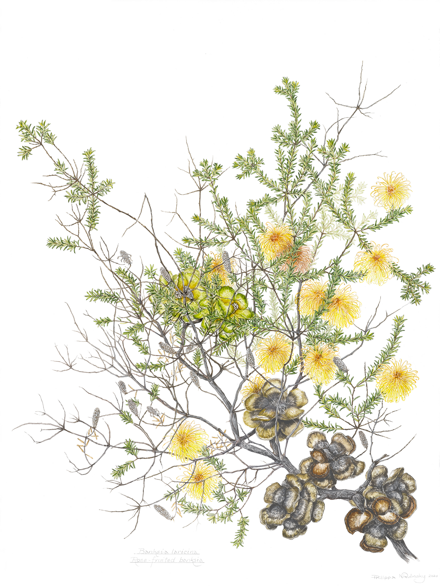 Banksia laricina, Rose-fruited banksia