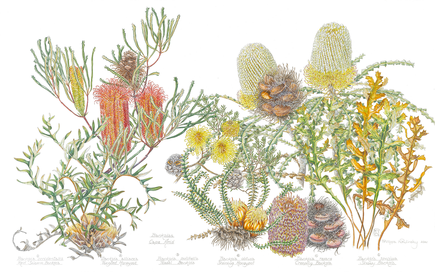 Banksias Cape Arid