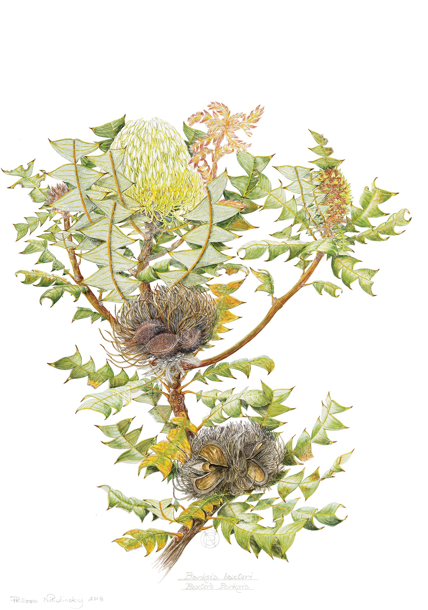 Banksia baxteri