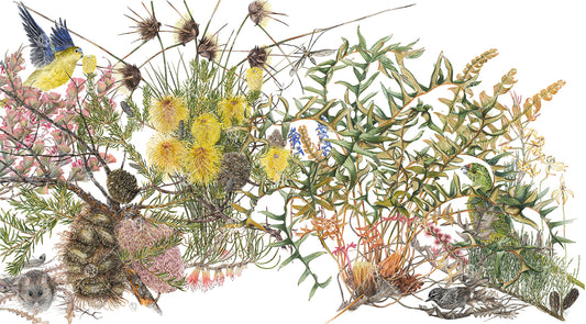 Banksia & Parrots
