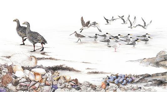 Cape Barren Goose Seabirds & Shells
