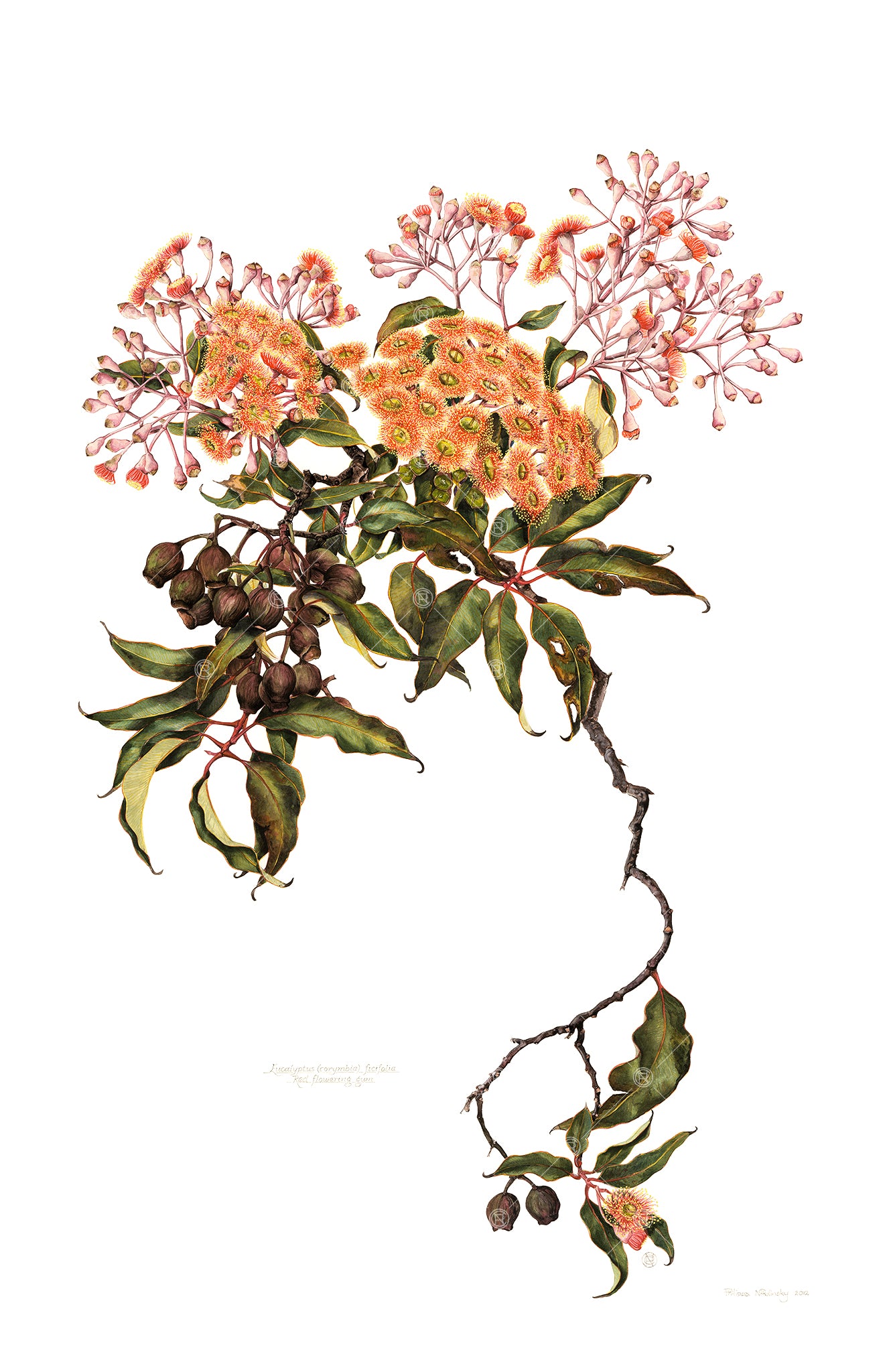 Red-flowering Gum (Corymbia ficifolia), Corymbia ficifolia …