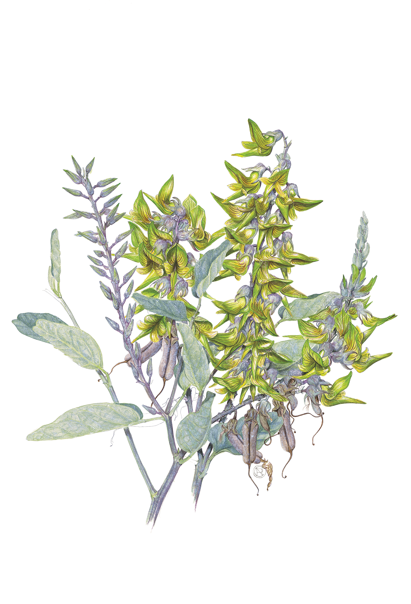 Green Birdflower, Crotalaria cunninghamii