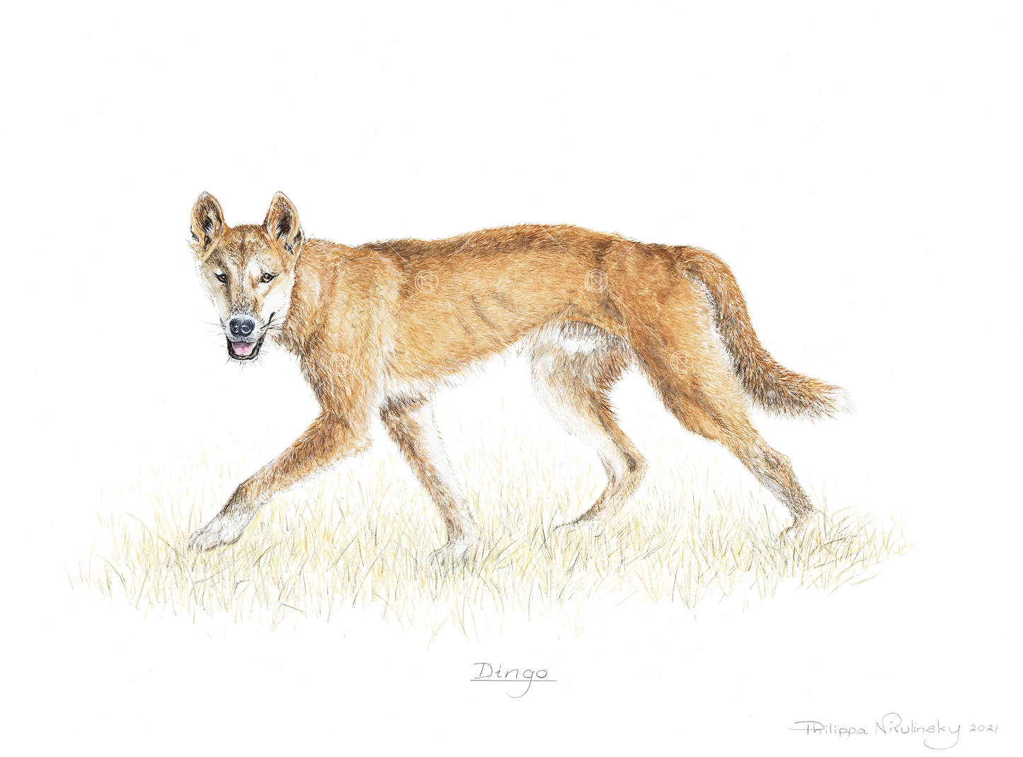 Dingo