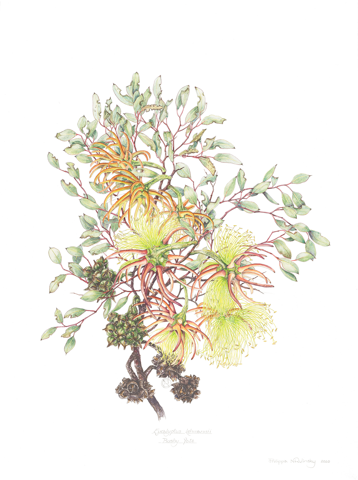 Eucalyptus lehmannii, Bushy yate