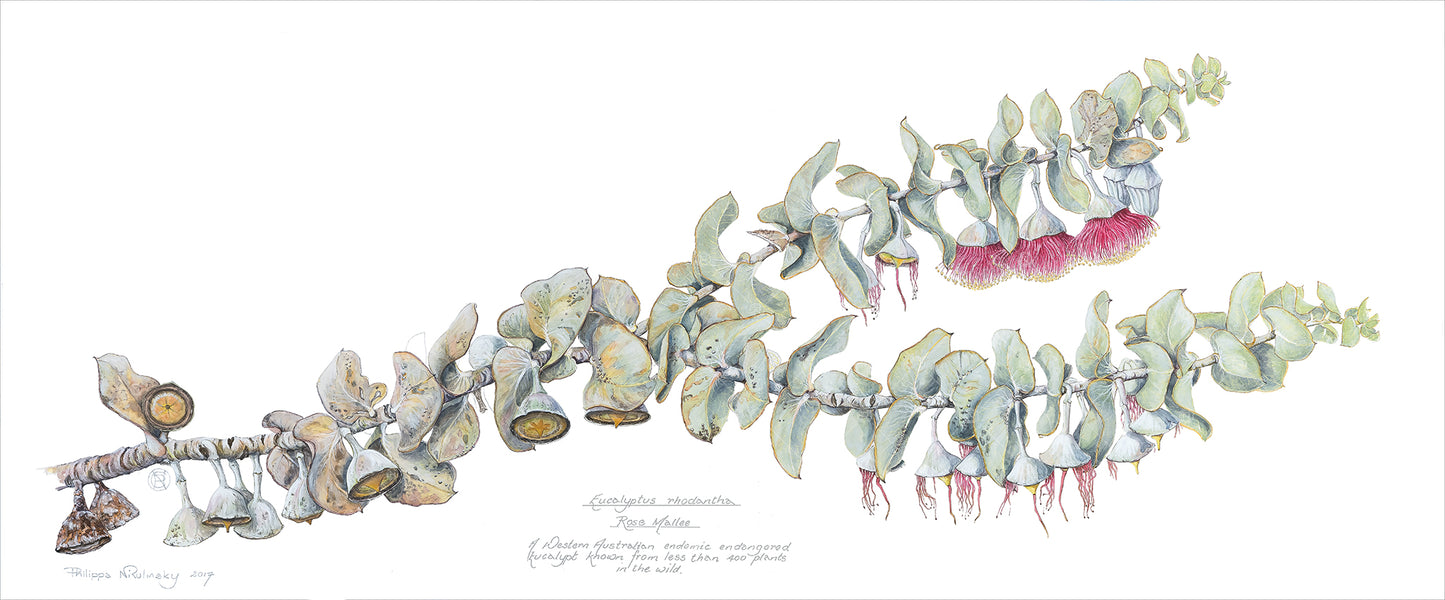 Eucalyptus rhodantha, Rose mallee