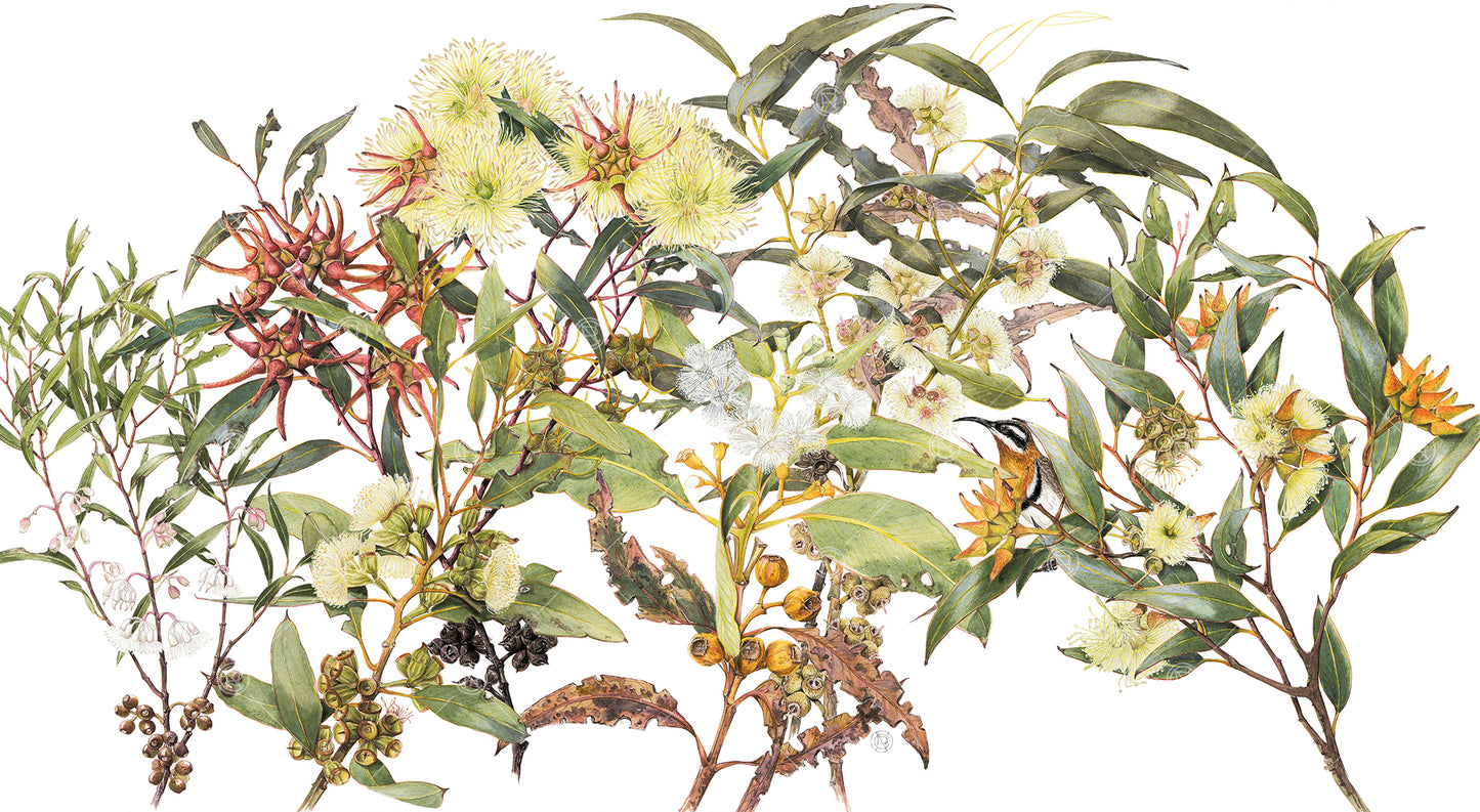 Eucalyptus & Spinebill