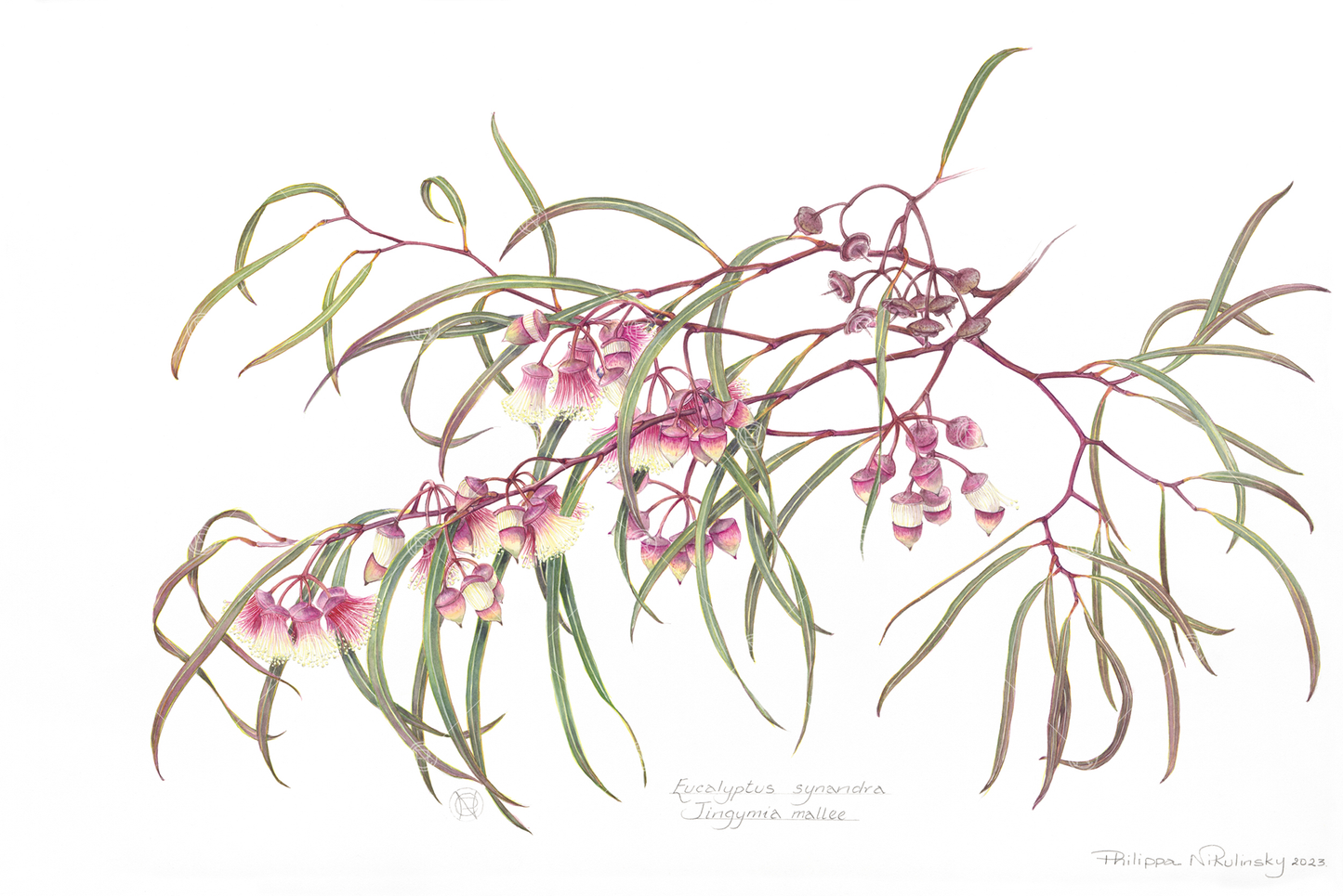 Eucalyptus synandra watercolour painting print by Philippa Nikulinsky AM