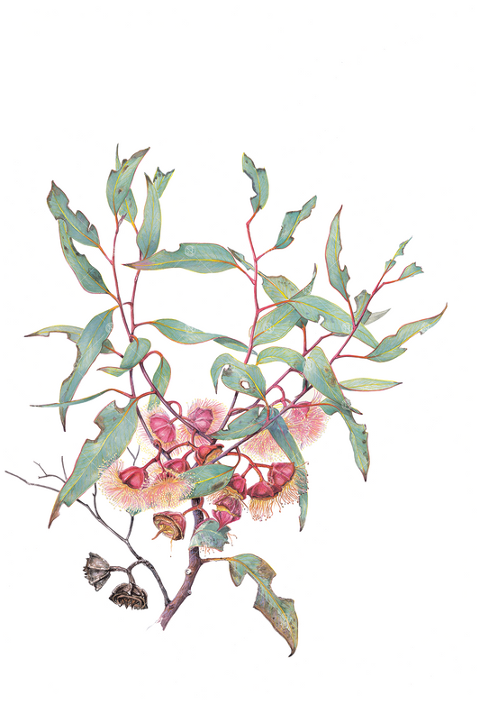 Eucalyptus pachyphylla, Thick-leaved mallee