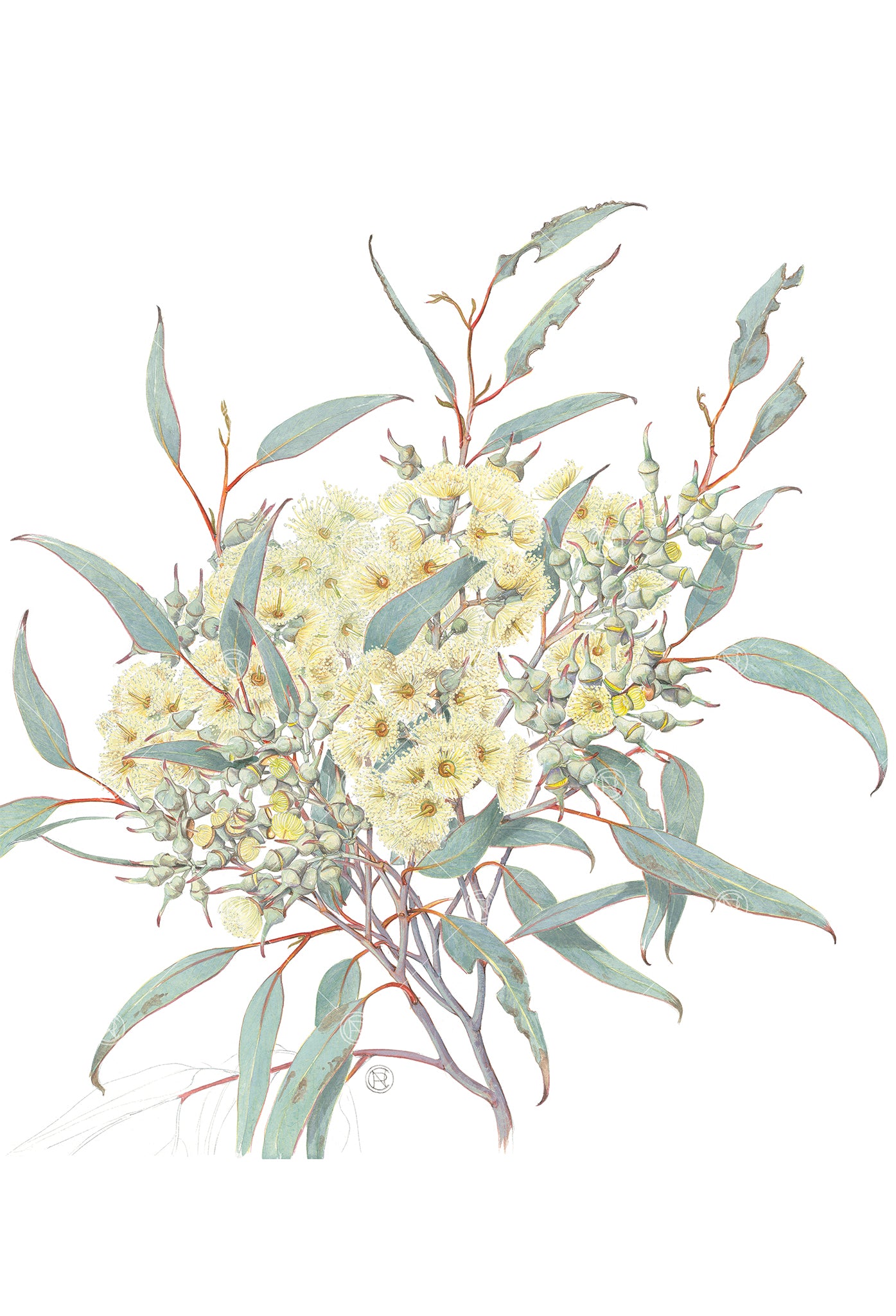 Eucalyptus socialis, Red Mallee