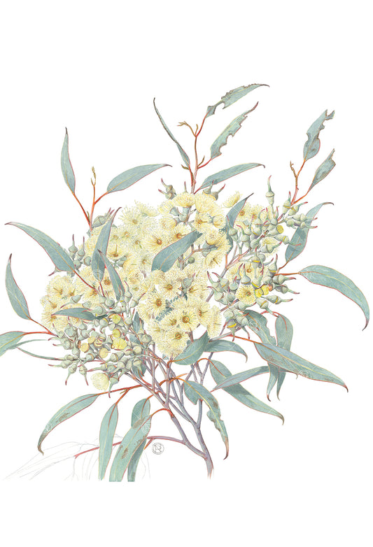 Eucalyptus socialis, Red Mallee